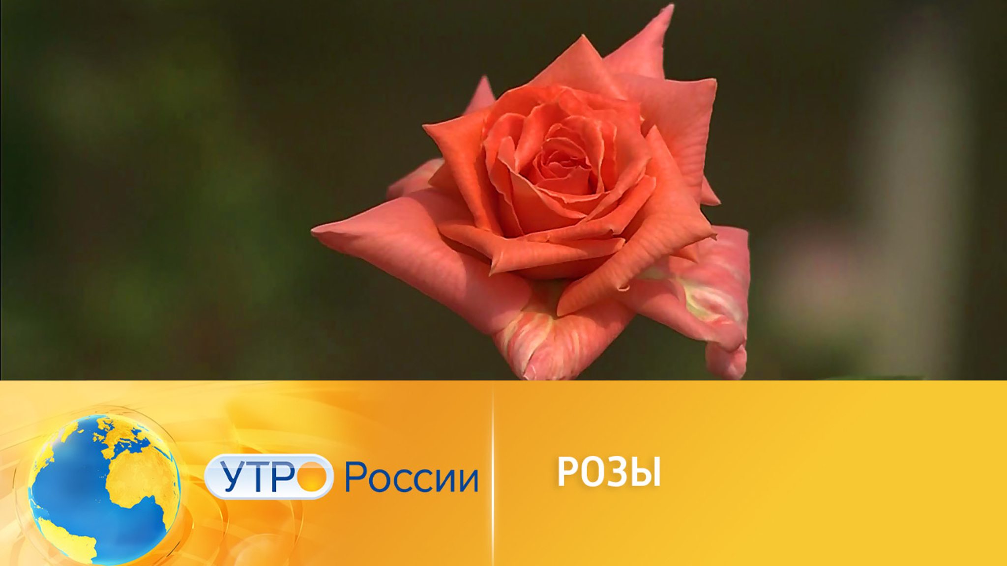 Королева цветов: интересные факты о розе