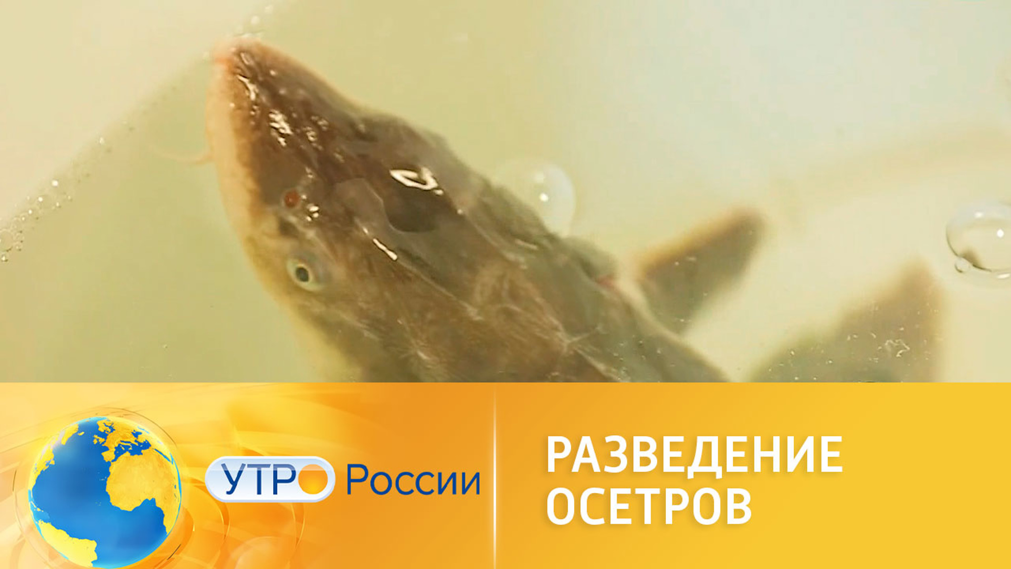 Разведение осетров: что известно о новом хобби россиян