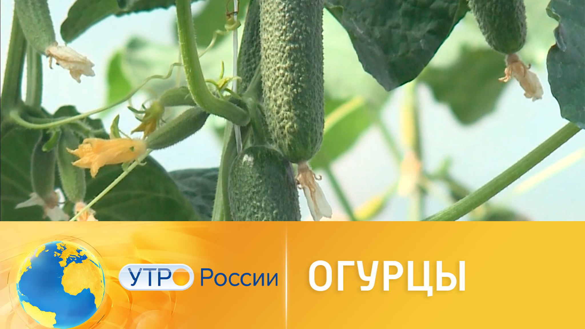 Покупать огурцы или выращивать: что выгоднее