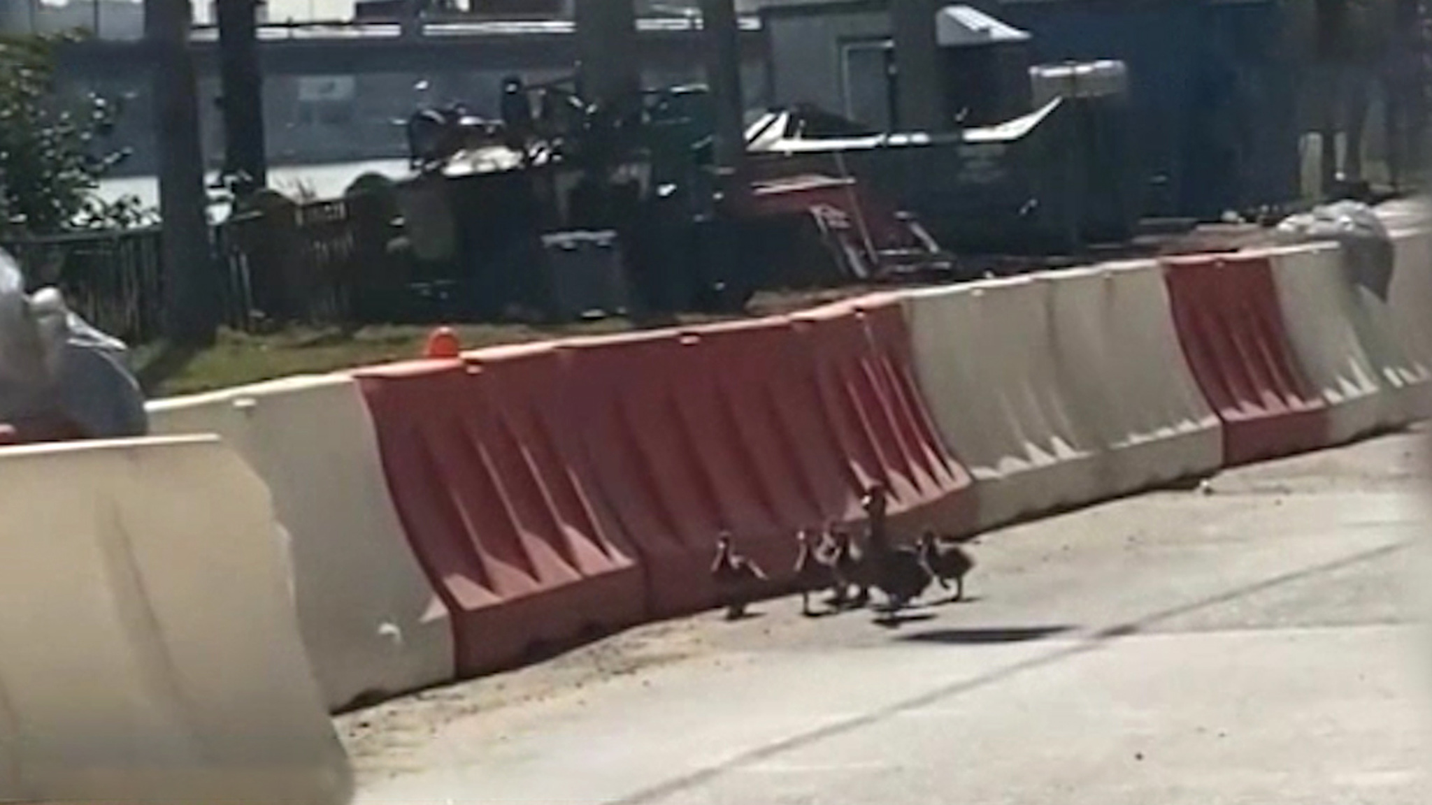В Питере мужчина помог перейти дорогу утке с утятами