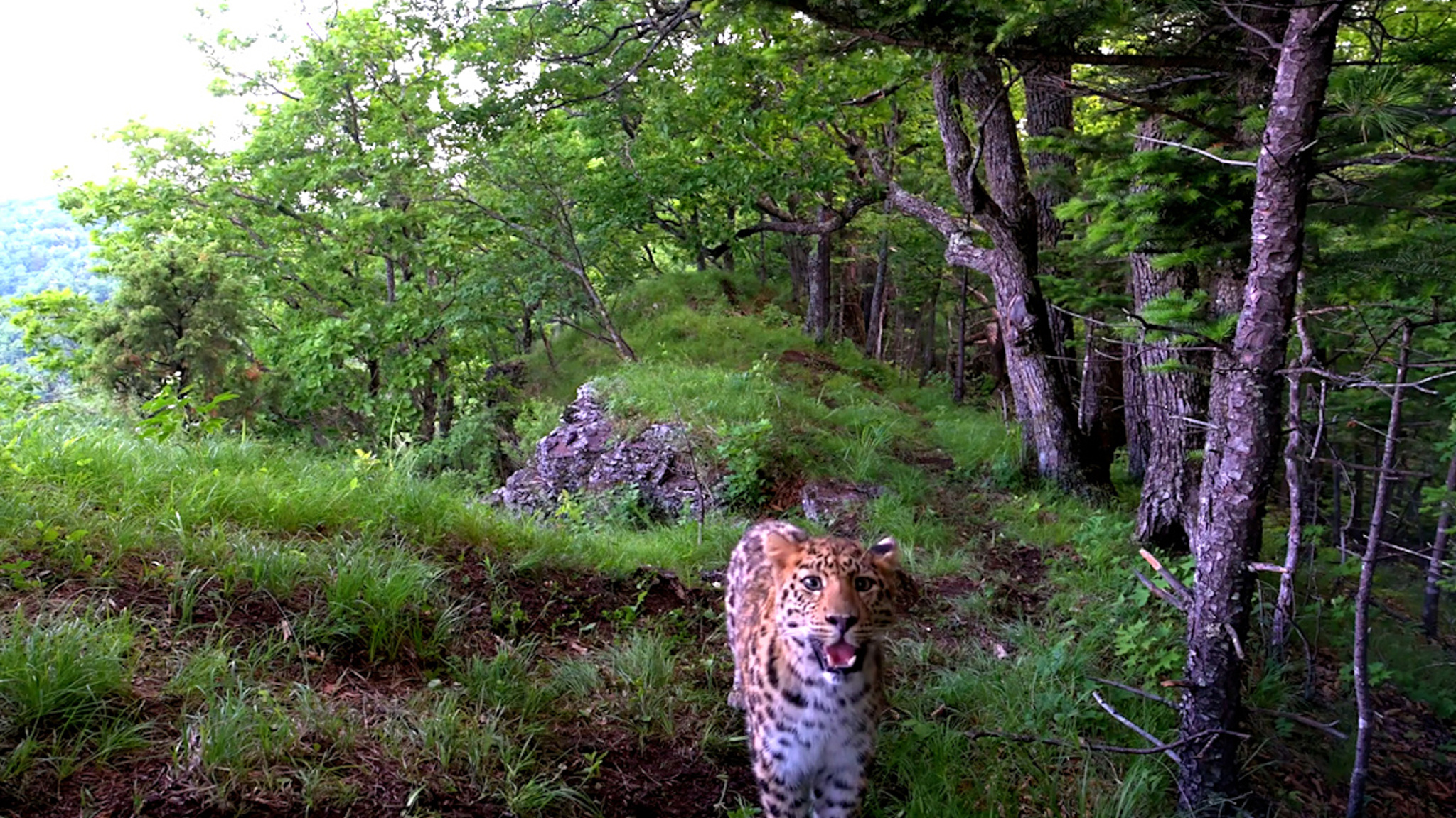 В Приморье фотоловушка зафиксировала самую редкую дикую кошку на планете
