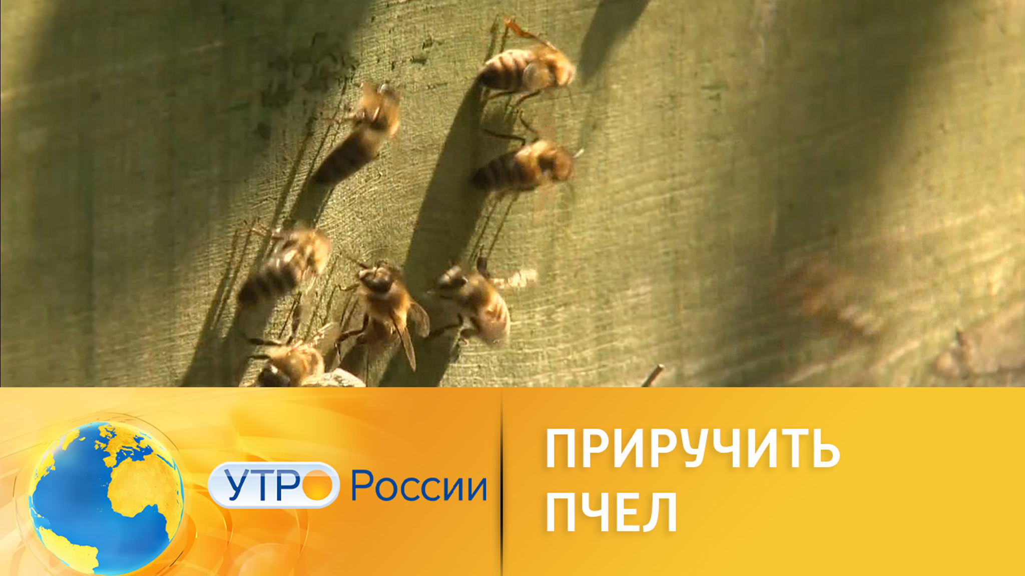 Как приручить диких пчел
