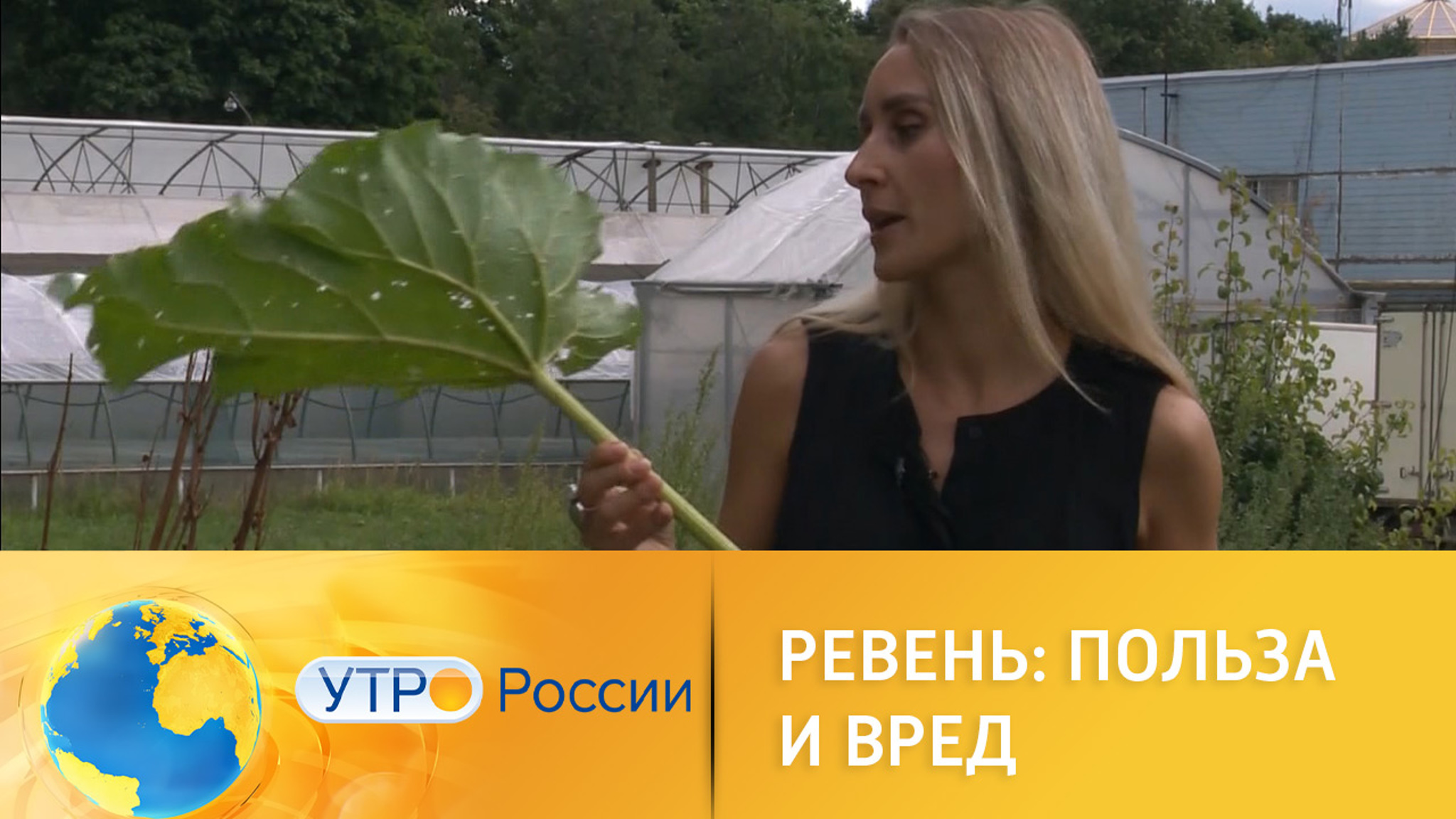 Польза и вред ревеня