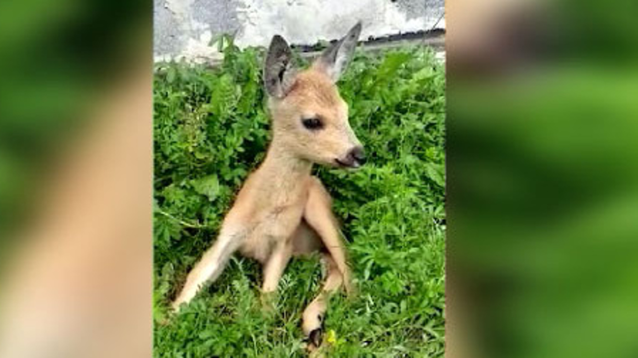 Уральцы спасли маленькую парализованную косулю