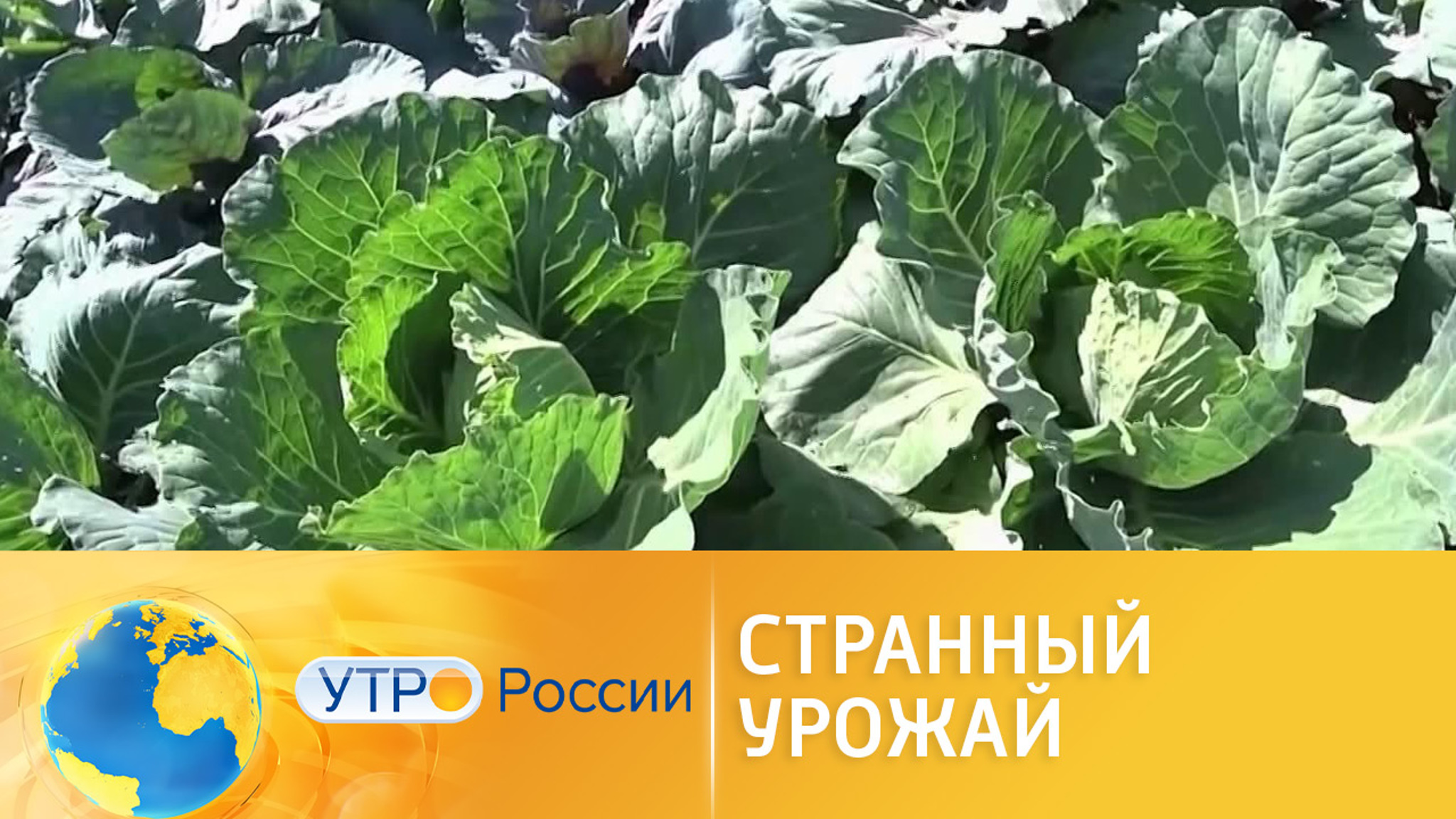 Огурдыня на дачном участке: каким урожаем можно удивить