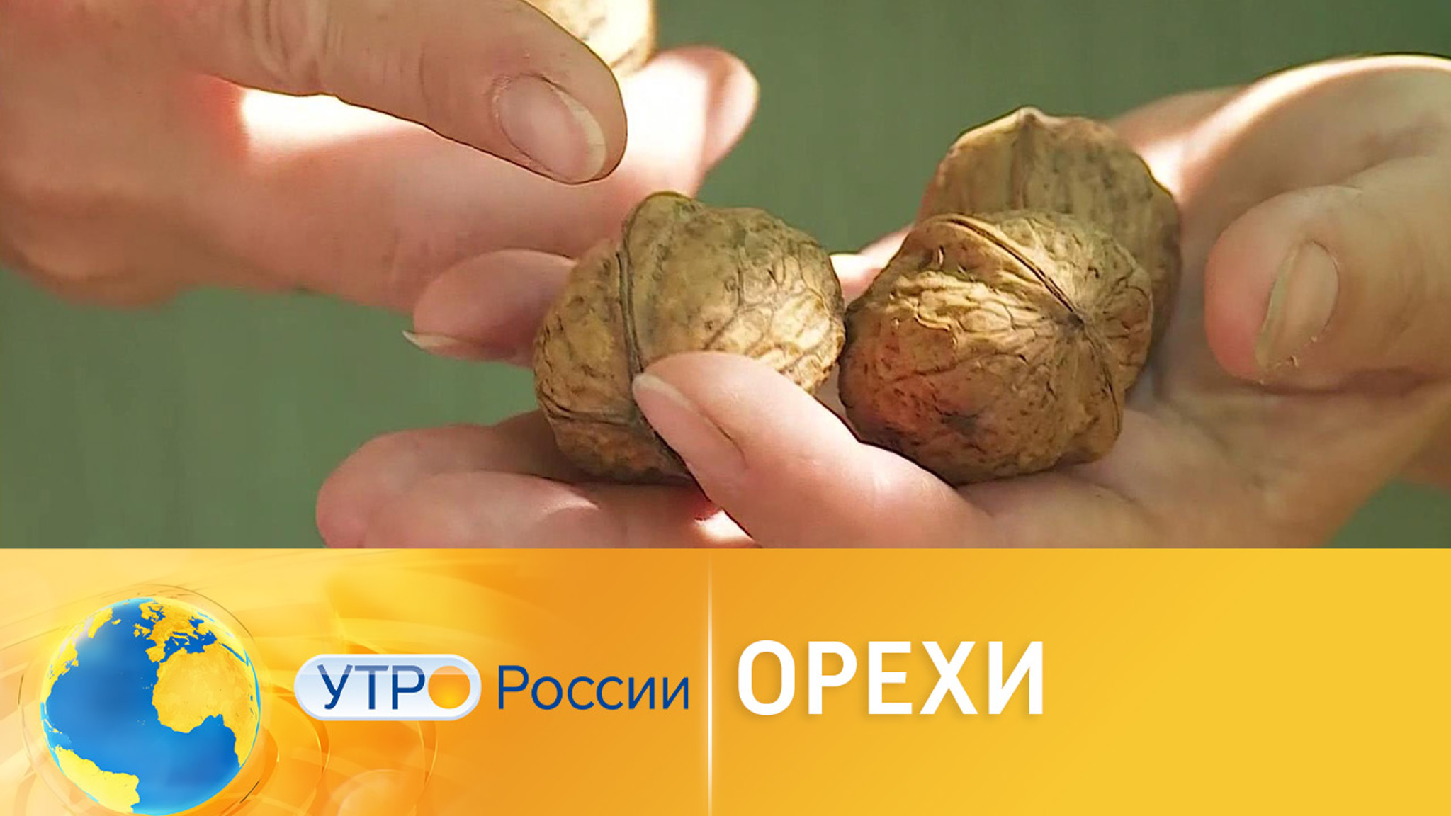 О грецких орехах с мягкой скорлупой и других аграрных достижениях