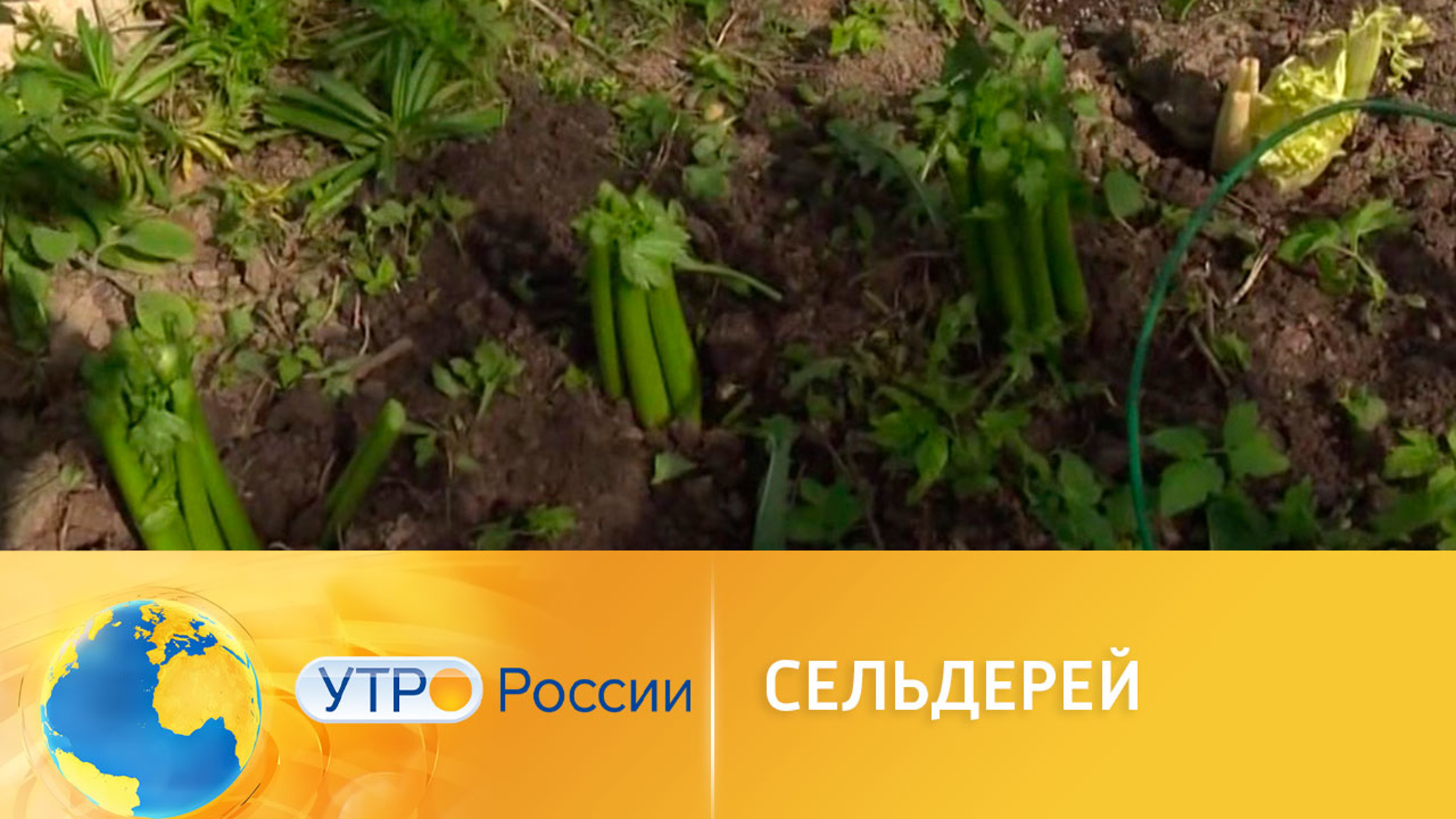 Чем полезен и опасен сельдерей