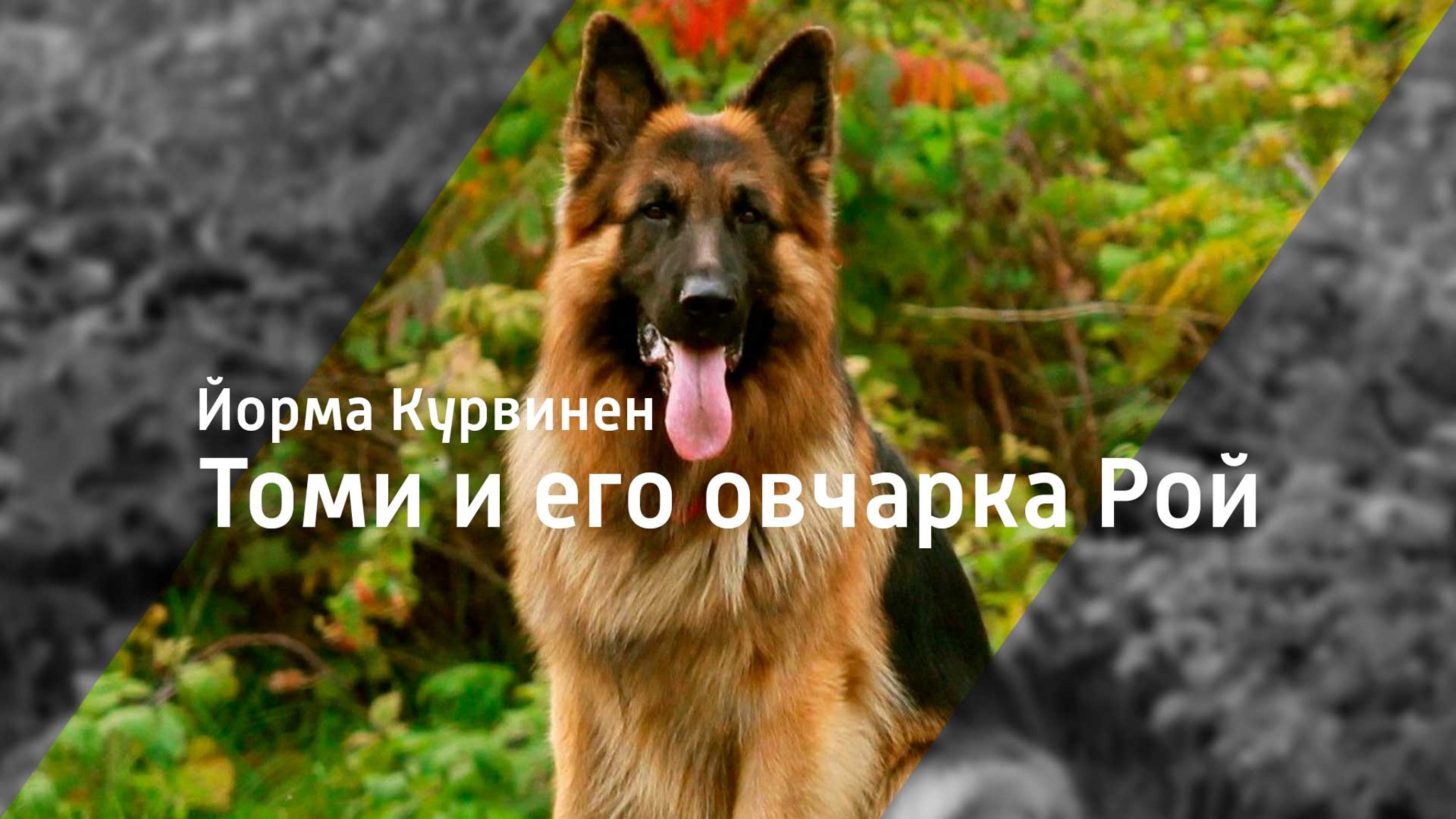 Йорма Курвинен. Томи и его овчарка Рой