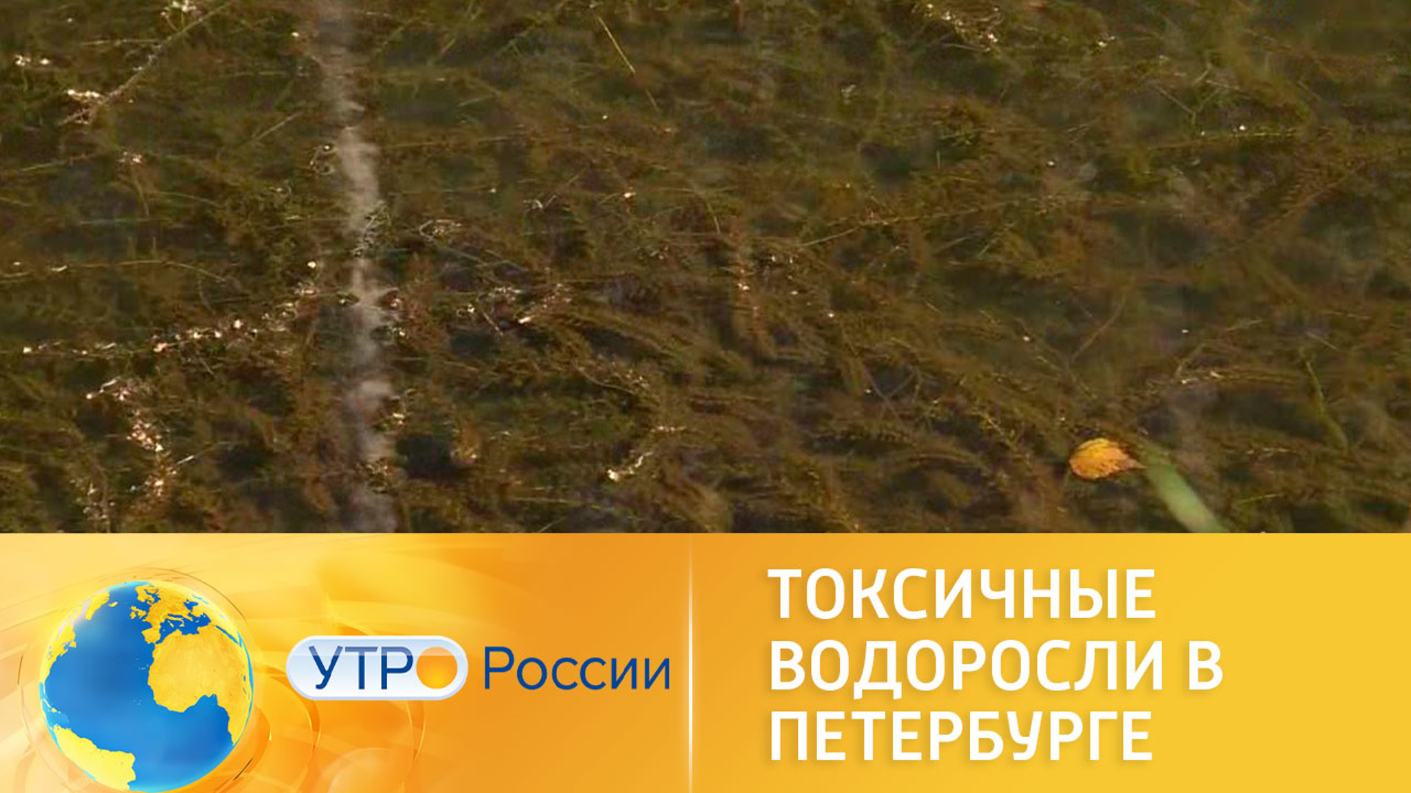 Водоемы Петербурга заполонили токсичные водоросли