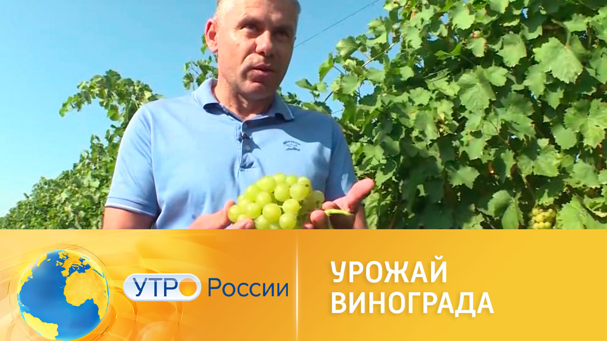 На юге России начался сбор винограда
