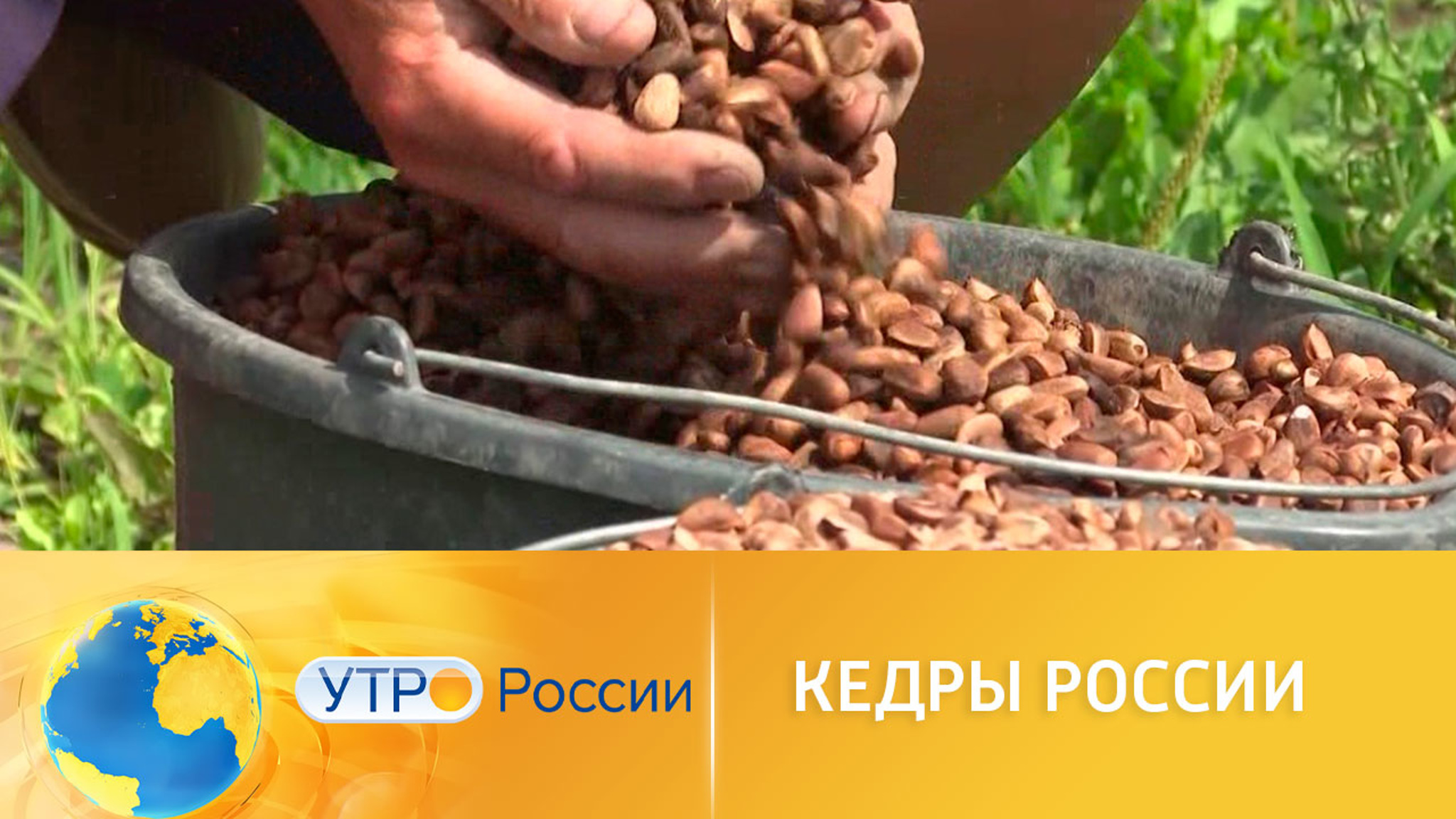 Пенсионер своими руками делает кедр символом России