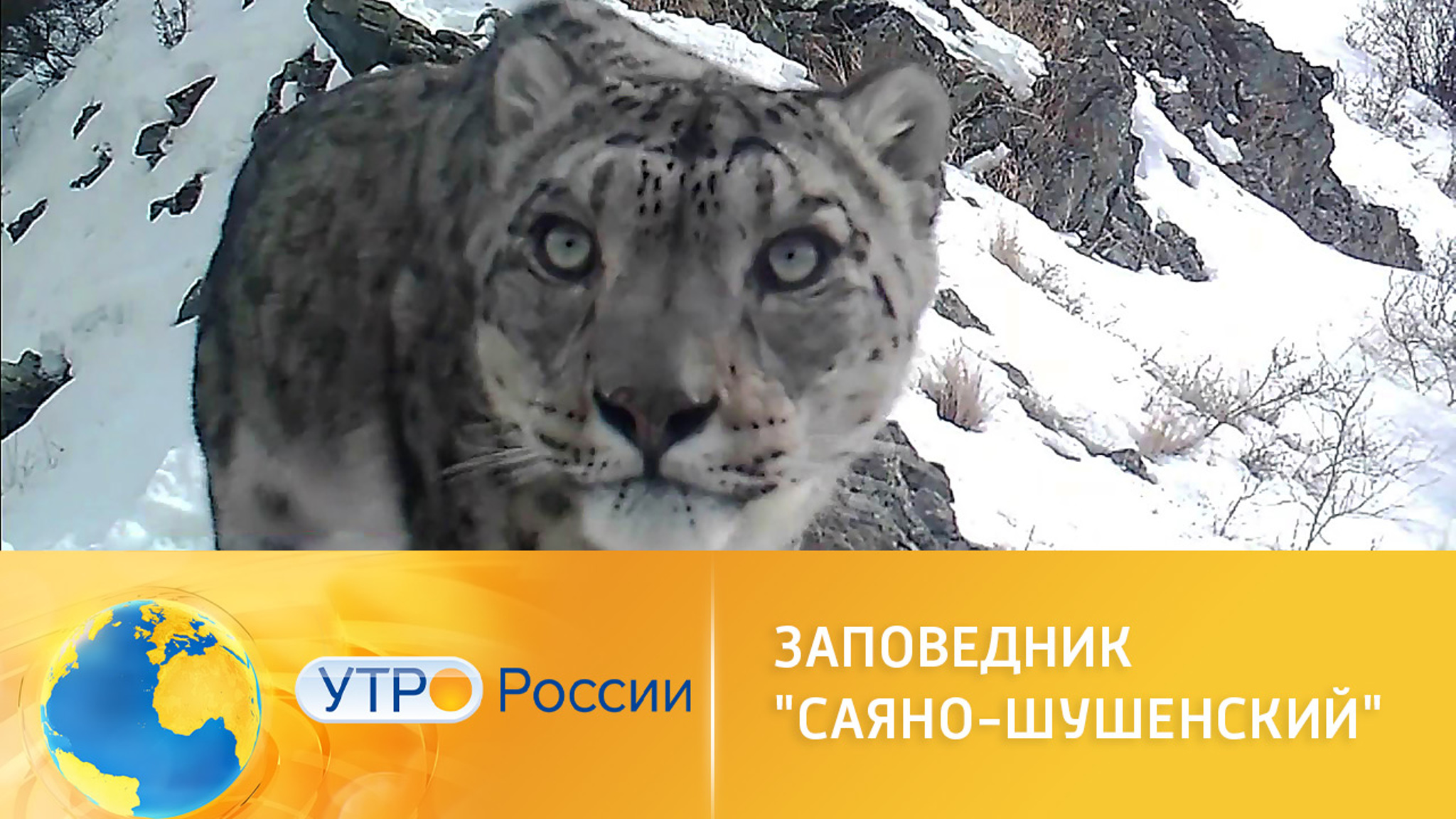 В мире животных: снежные барсы Саяно-Шушенского заповедника