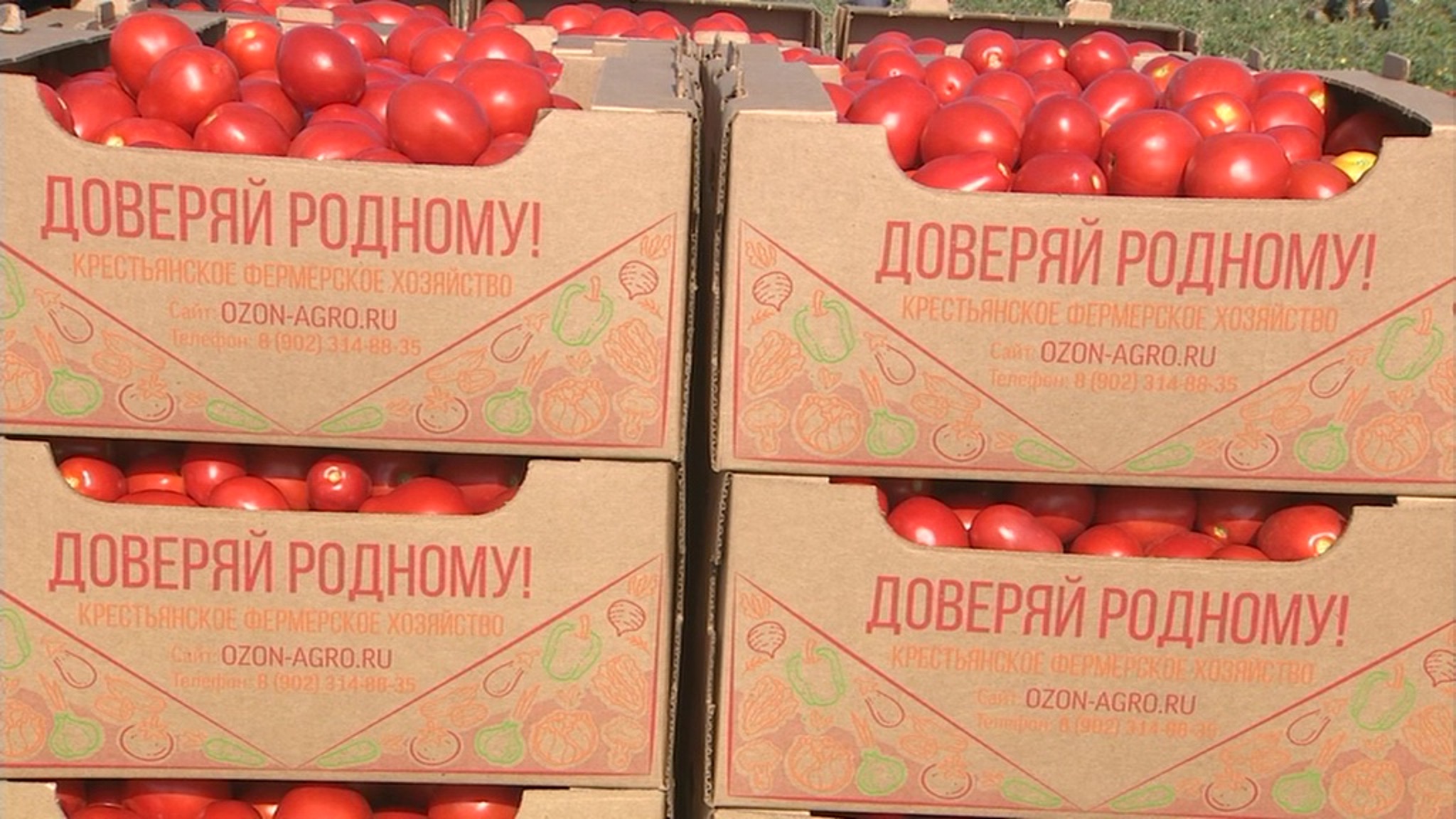 Урожай вырос благодаря поддержке государства и современным технологиям