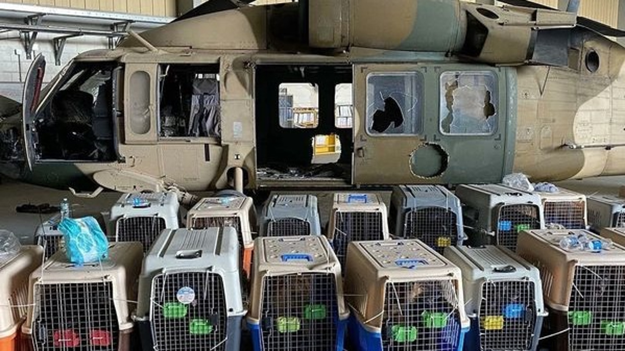 Военные США не бросали в Кабуле служебных собак