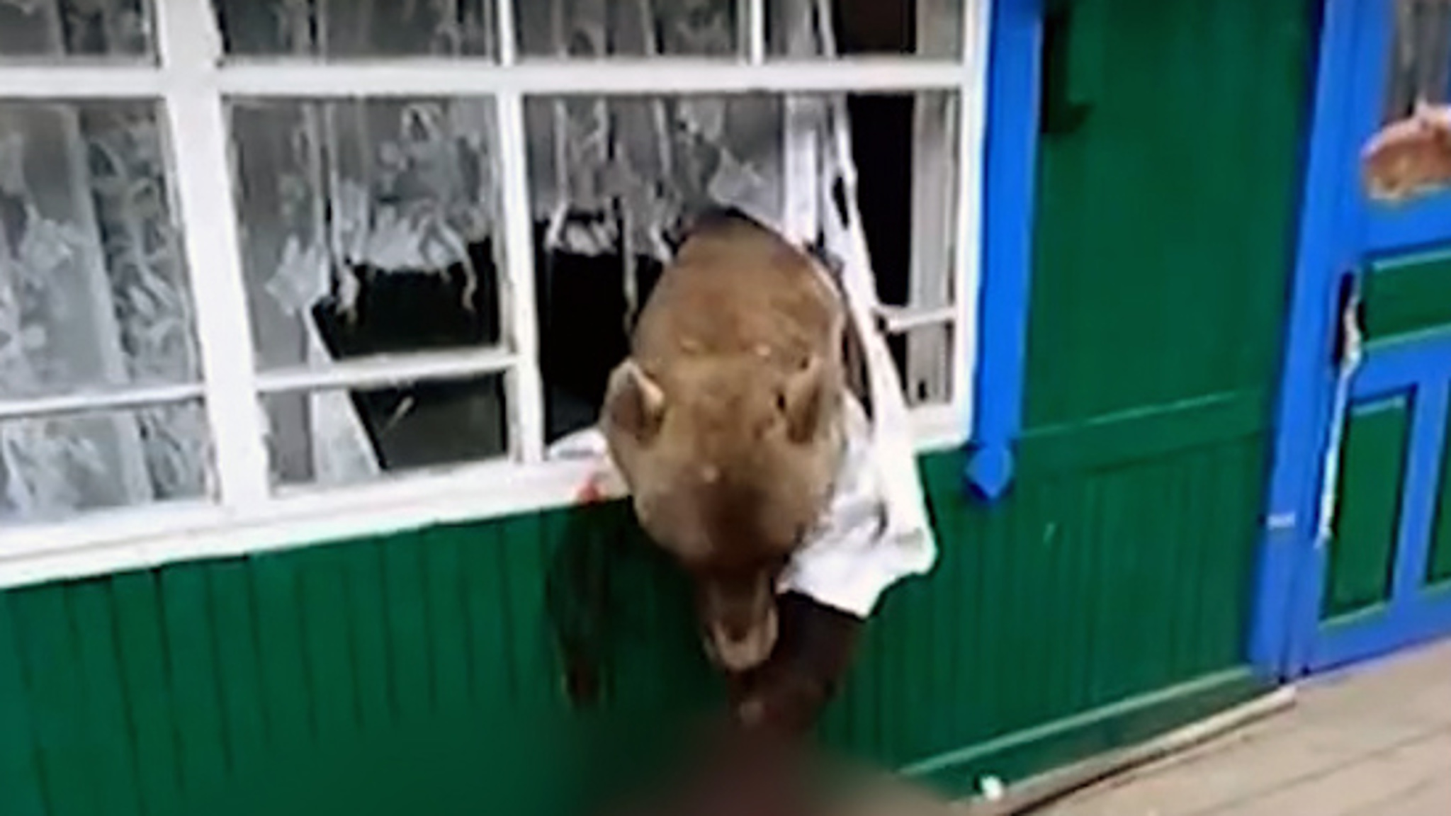 В Красноярском крае медведь забрался в летнюю кухню частного дома