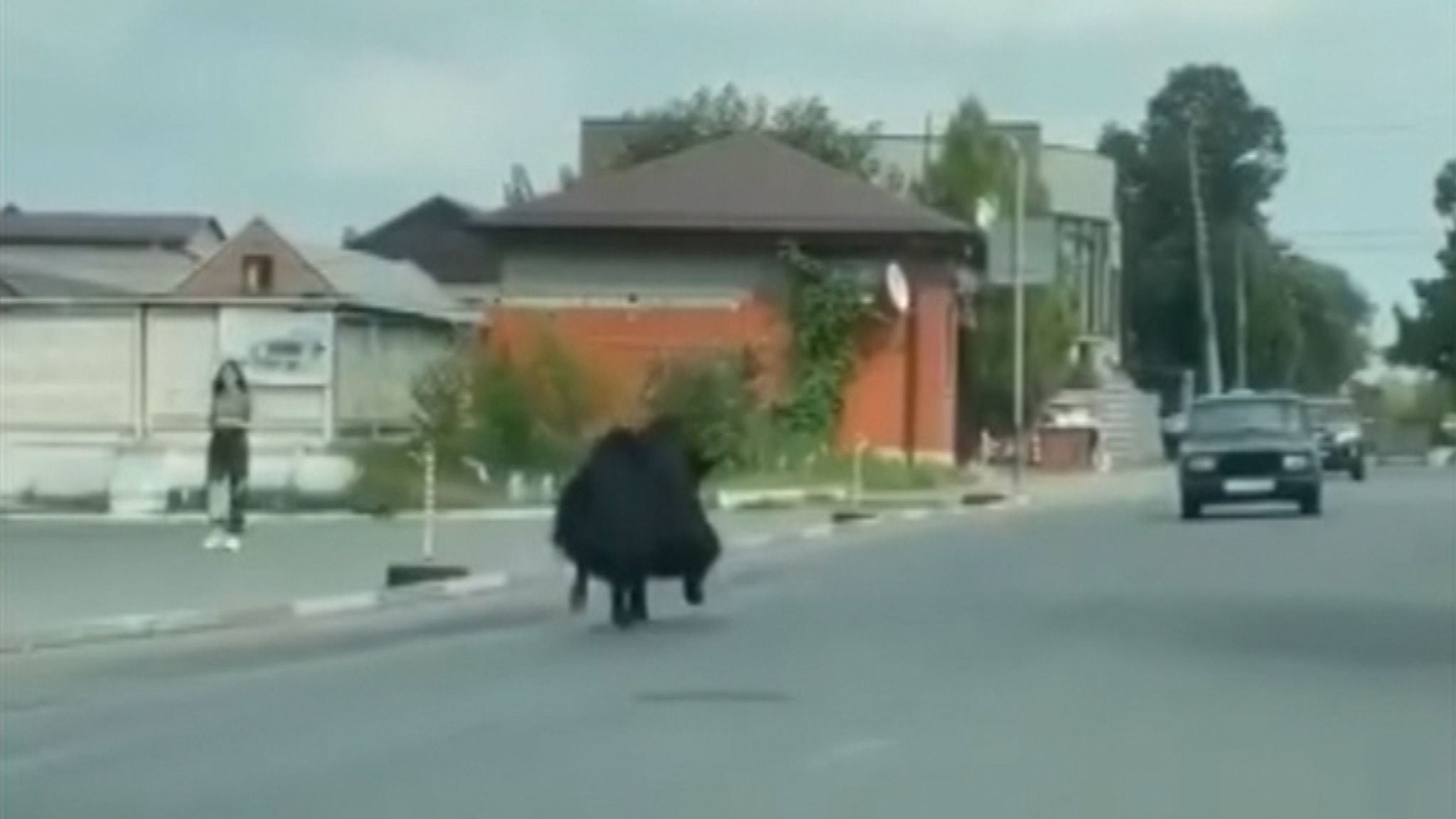Гигантский буйвол сбежал с бойни