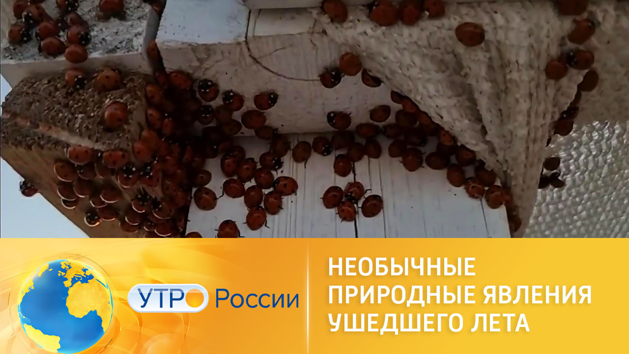 Необычные природные явления ушедшего лета