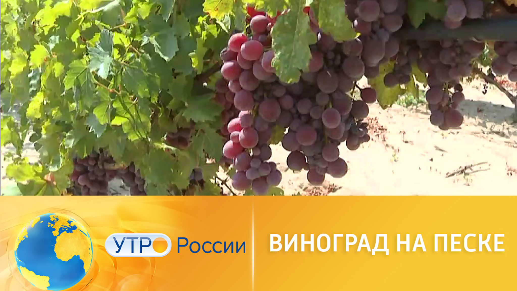 На Ставрополье выращивают виноград на песке