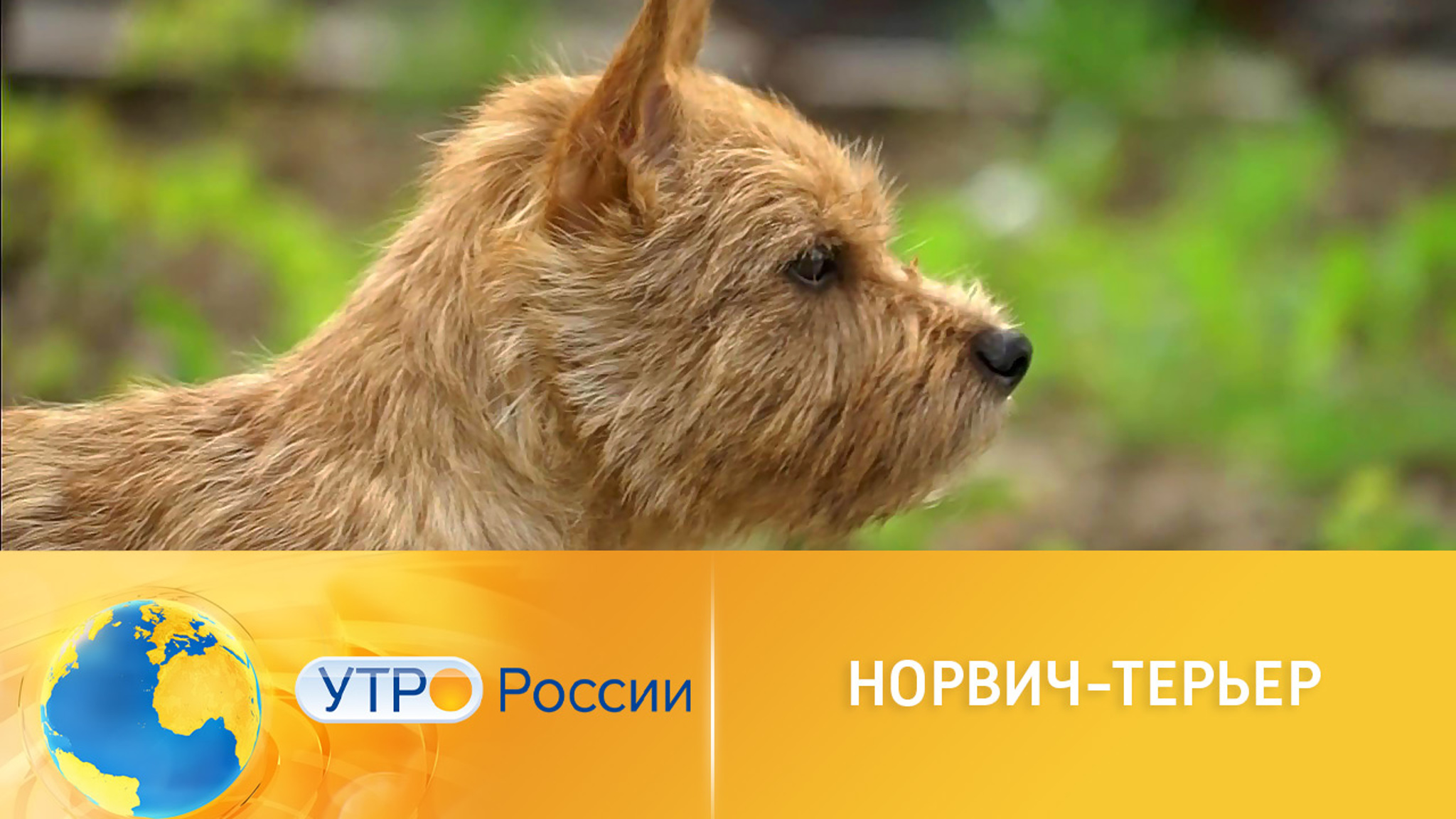 Норвич-терьеров не советуют заводить семьям с маленькими детьми