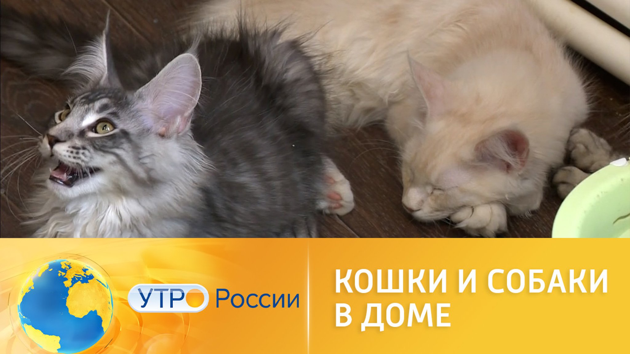 Депутаты хотят ограничить максимальное число питомцев, которых разрешено держать дома