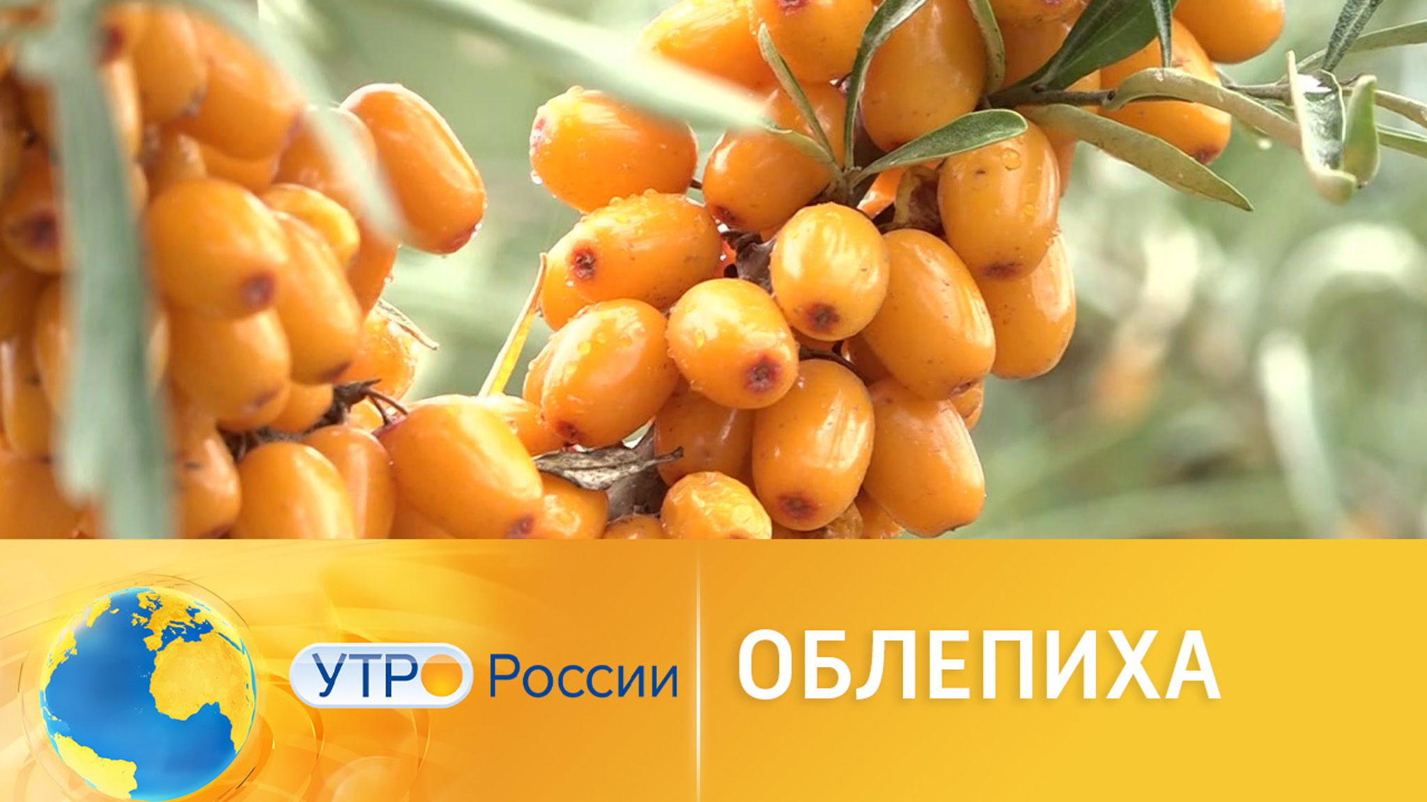 Алтайские селекционеры добились богатого урожая облепихи
