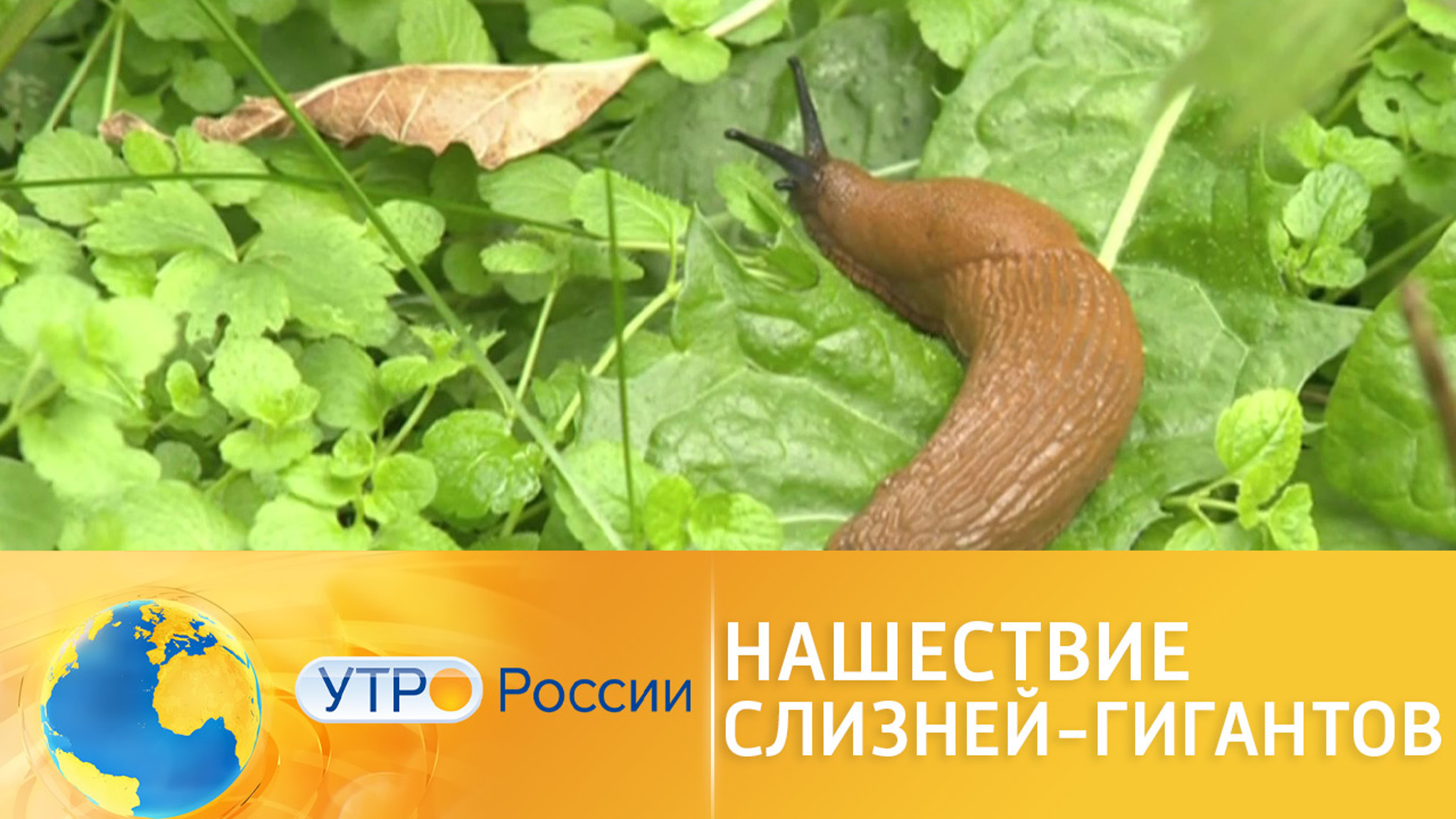 Нашествие слизней-гигантов зафиксировано в центральной части России