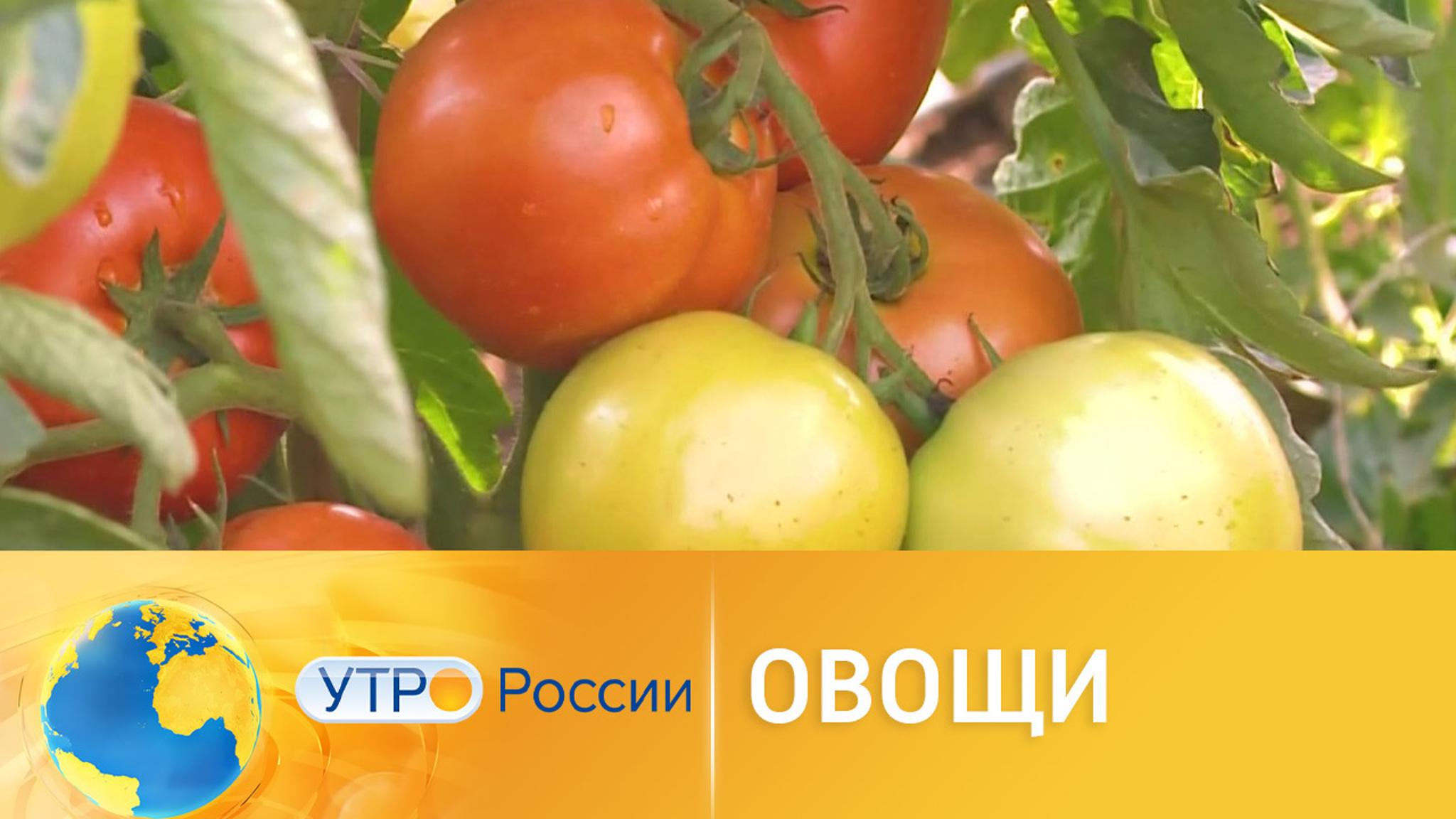 Российские селекционеры вывели белые огурцы