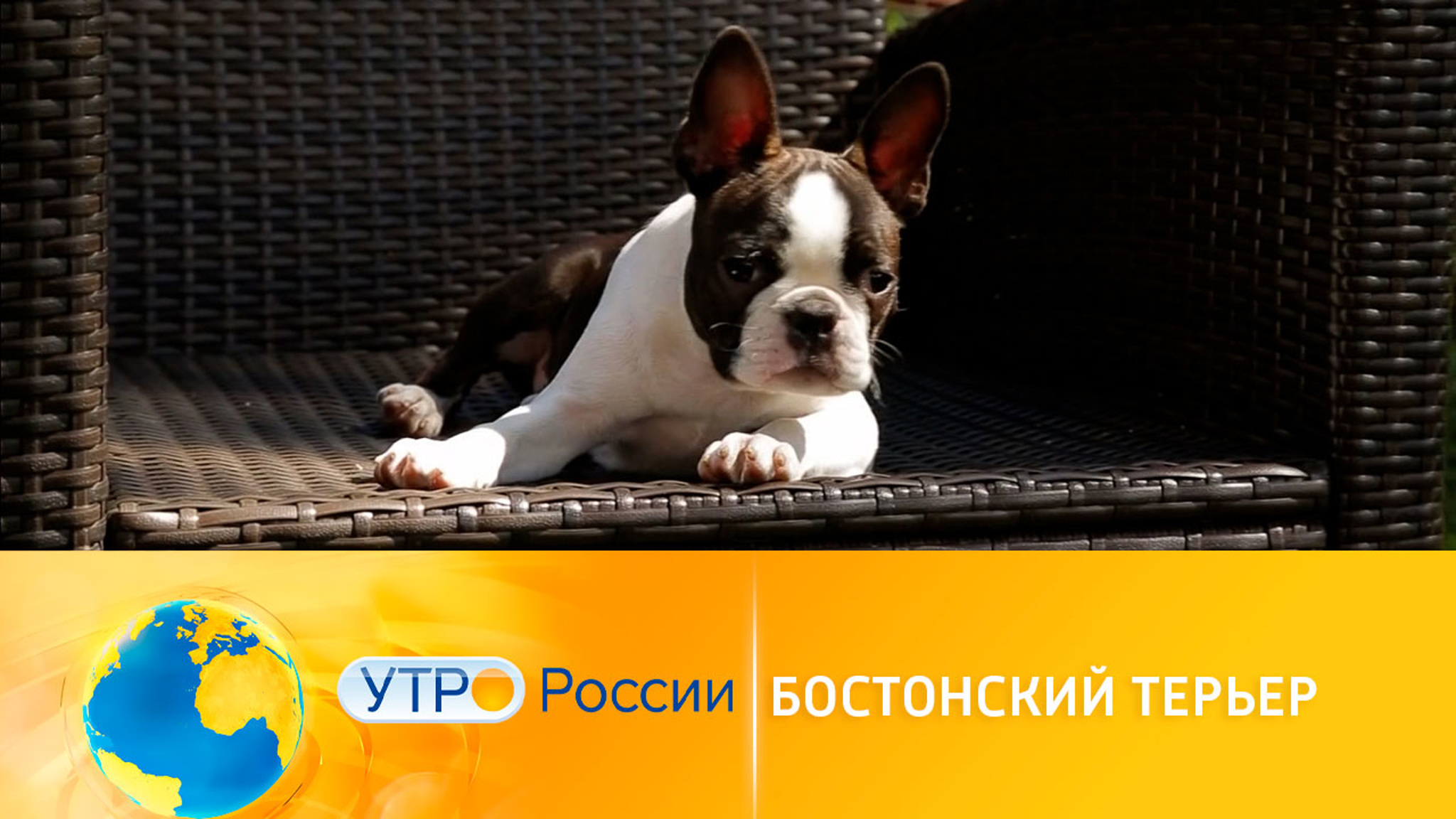 Причины завести собаку породы бостонский терьер