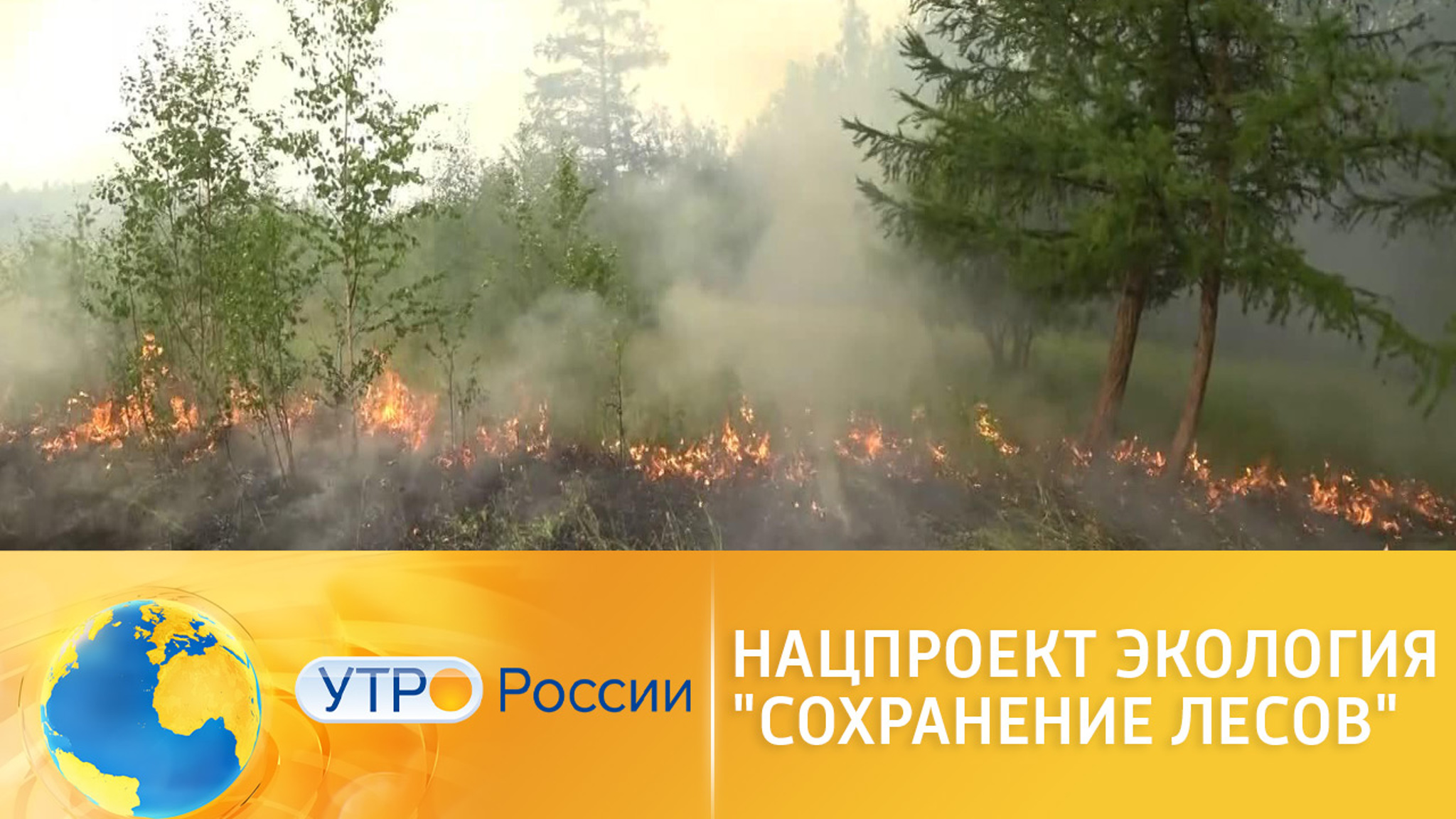 Сохранение лесов в рамках нацпроекта