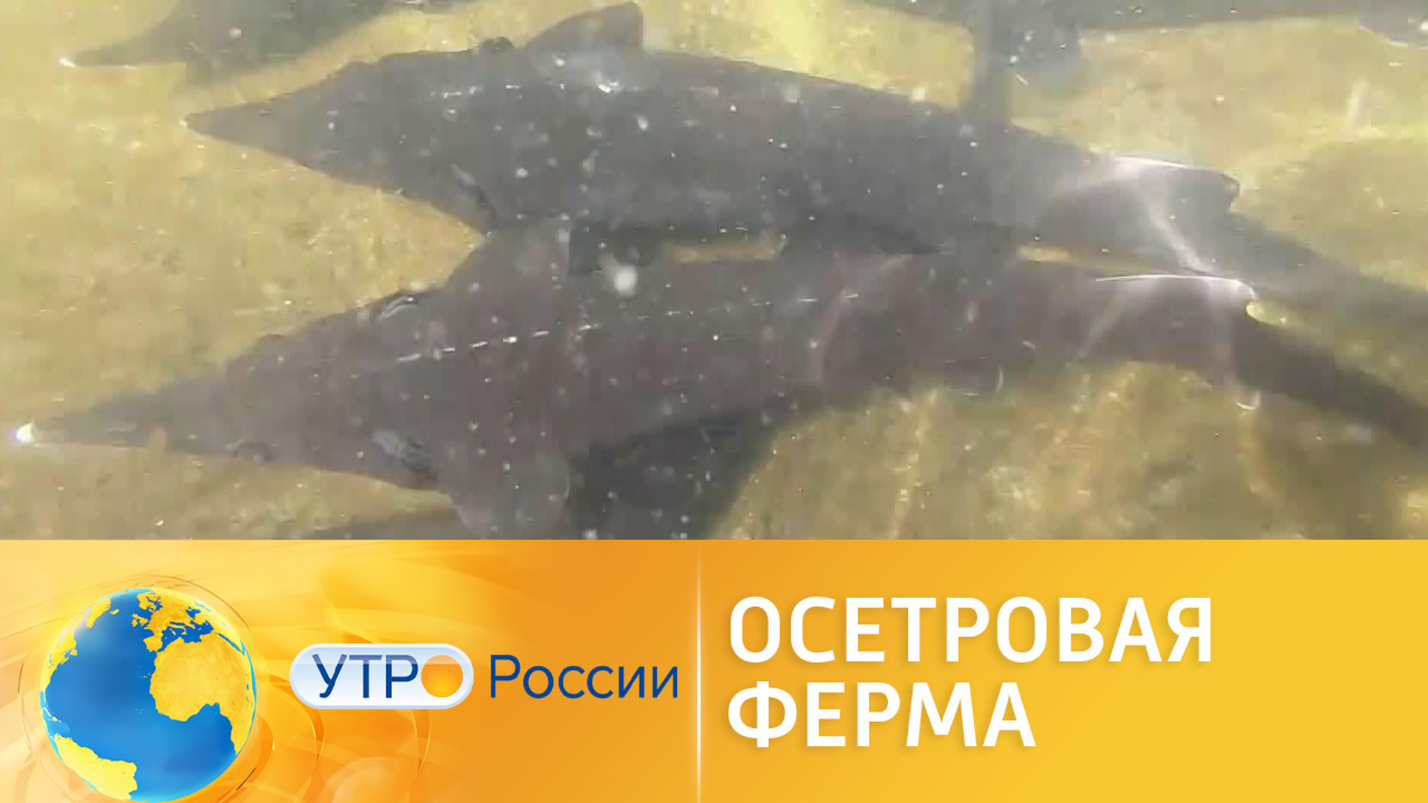 Осетровая ферма в Крыму