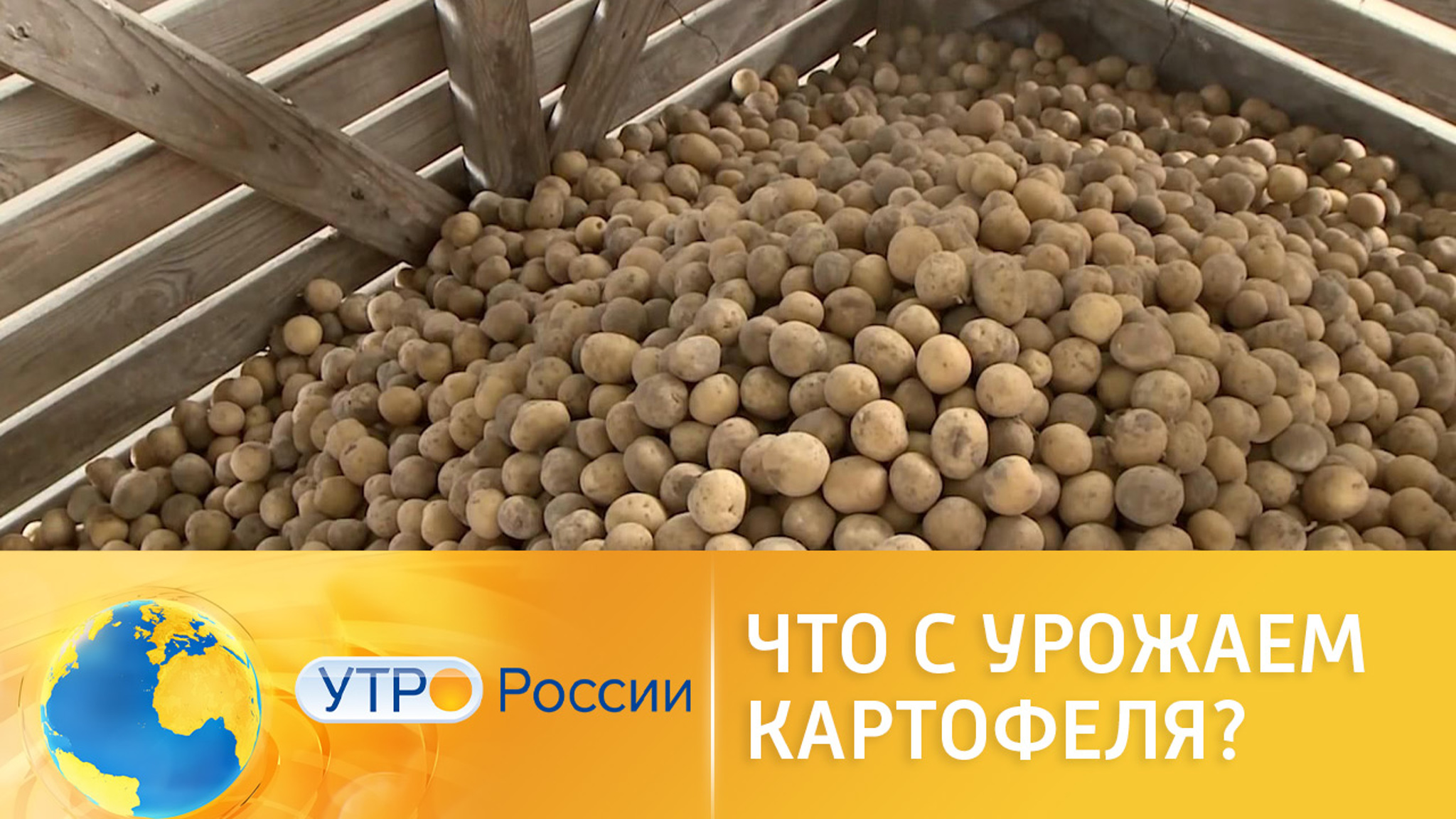 Урожай картофеля неприятно удивил