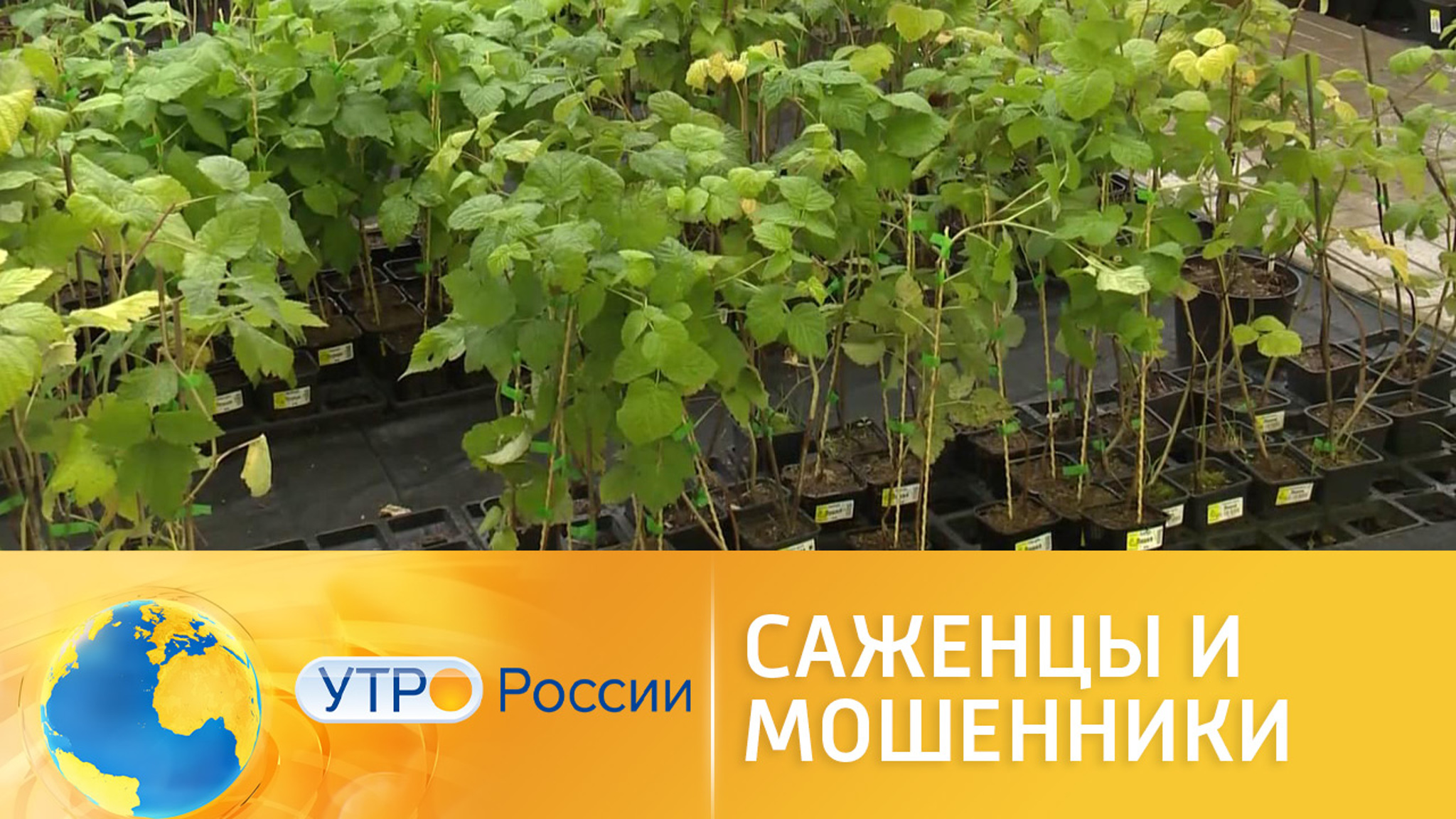 Как не нарваться на мошенников при покупке саженцев