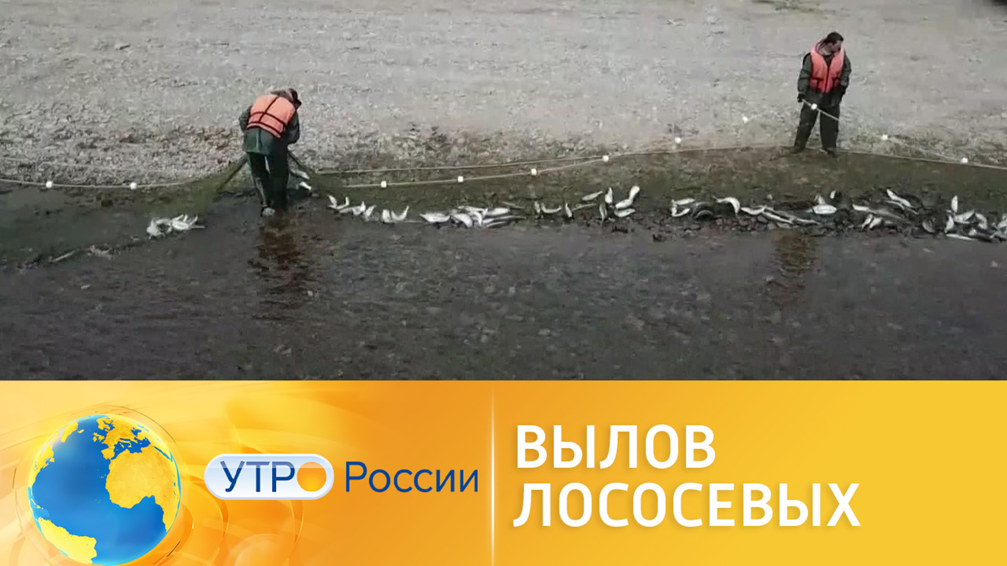Вылов лососевых бьет рекорды: подешевеет ли красная икра