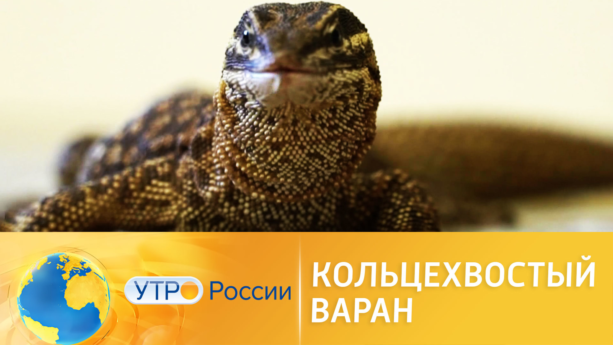 Интересные факты о кольцехвостых варанах