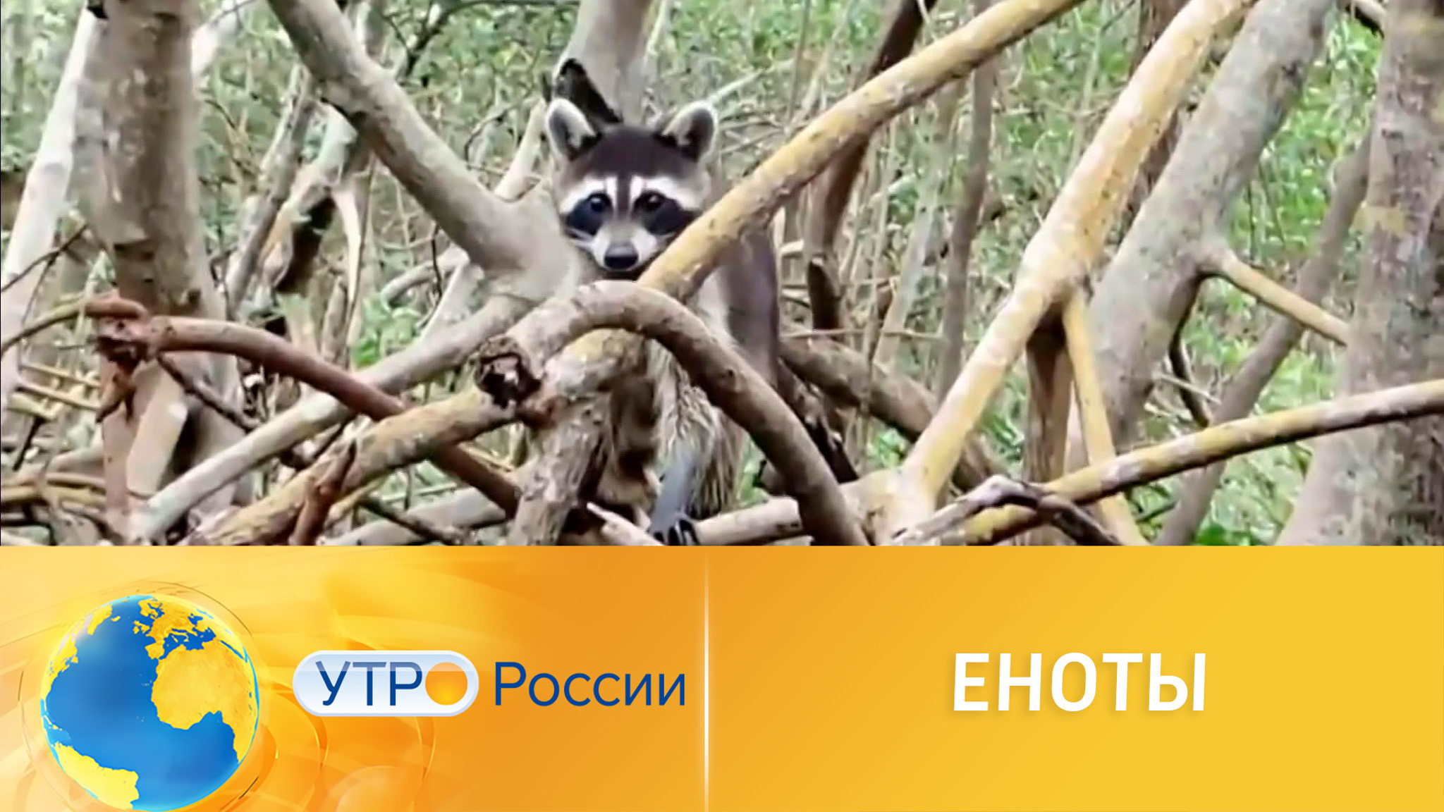 Зоолог рассказал об особенностях поведения енотов