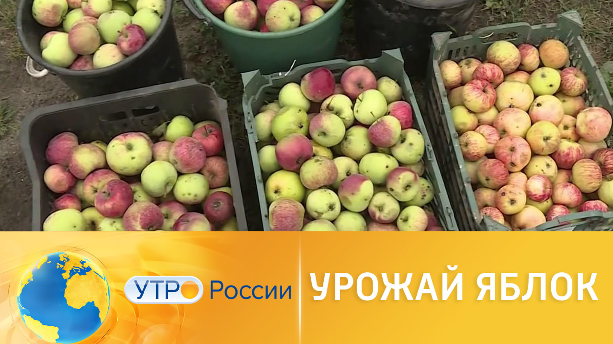 Что делать с урожаем яблок