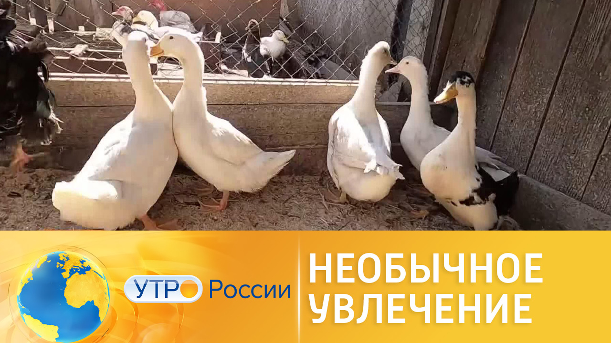 Как необычное увлечение школьника стало прибыльным хобби