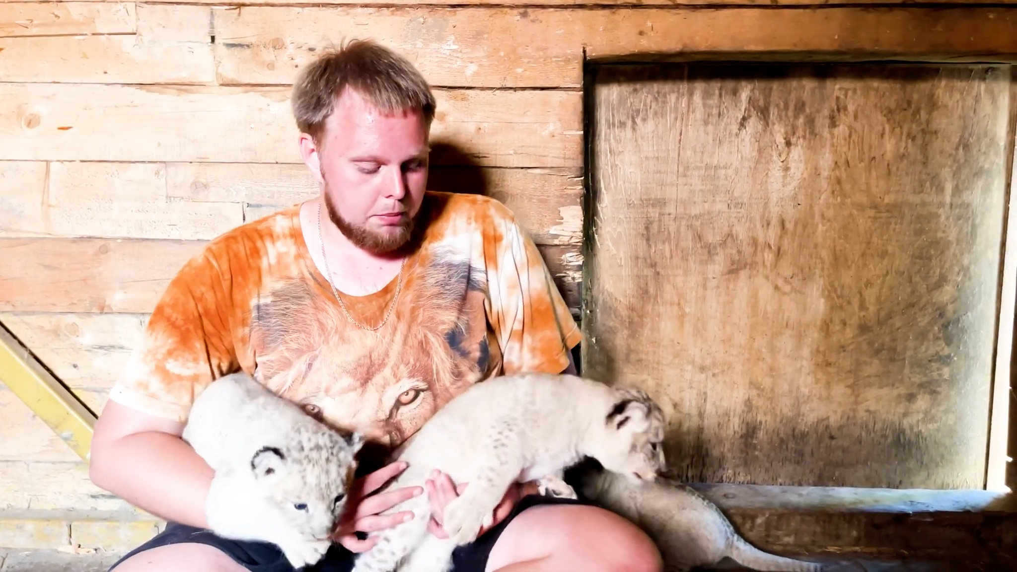 В парке "Белый лев" родились три львенка