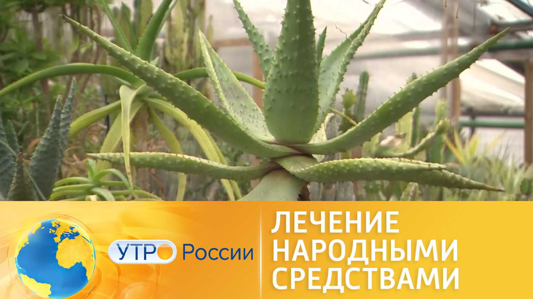 Полезные свойства алоэ