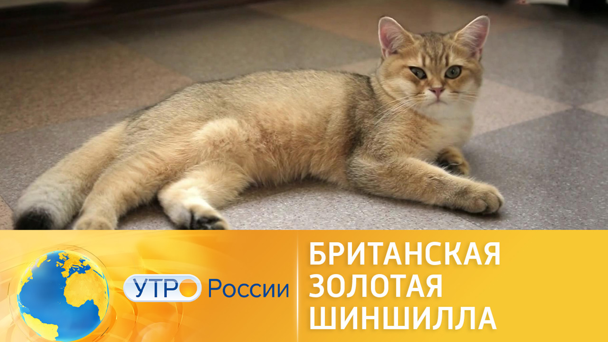 Британская золотая шиншилла