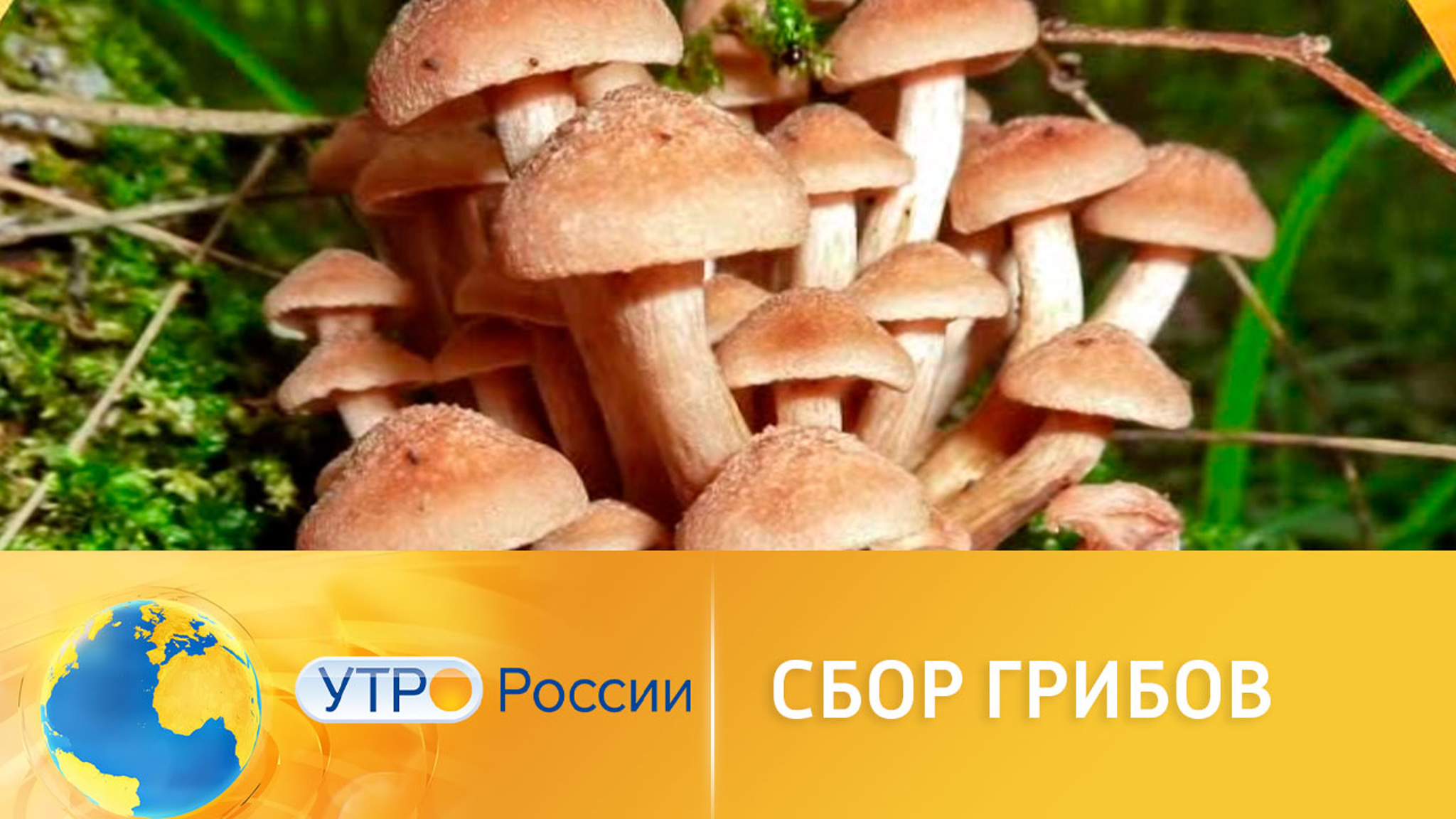 Сколько можно заработать на продаже грибов