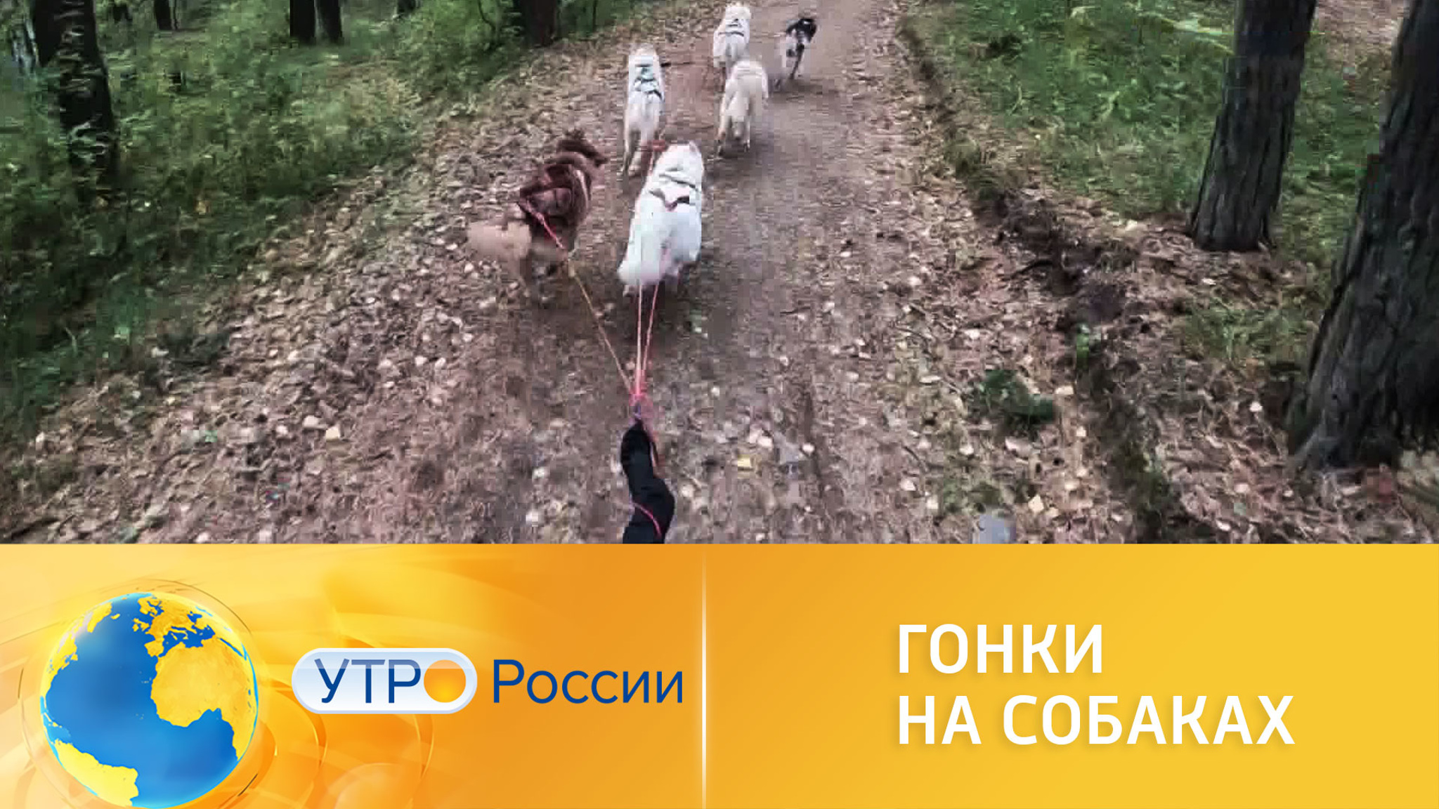 В Екатеринбурге прошли гонки на собаках
