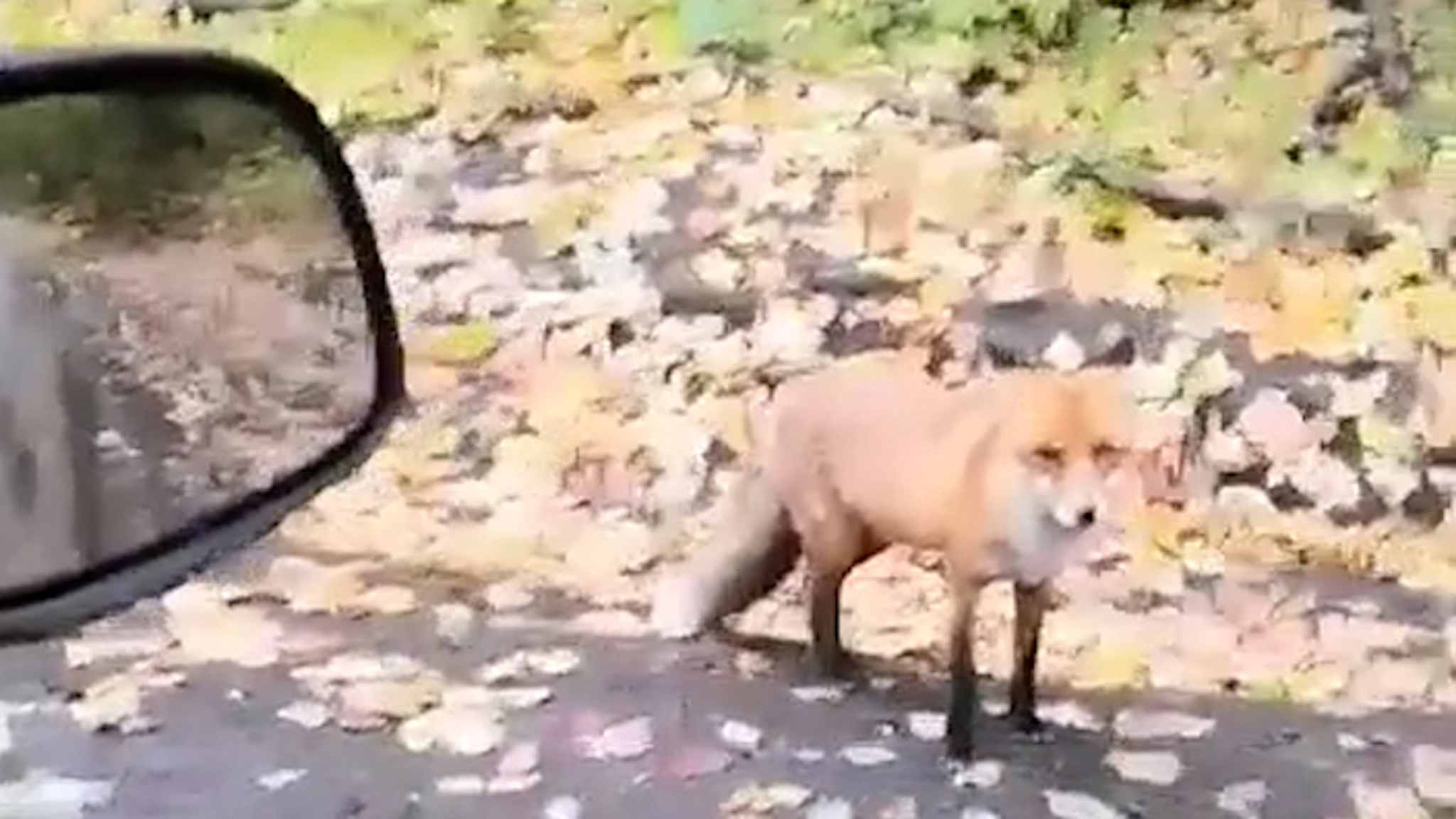 Самарцы сняли на видео встречу с лисой-попрошайкой