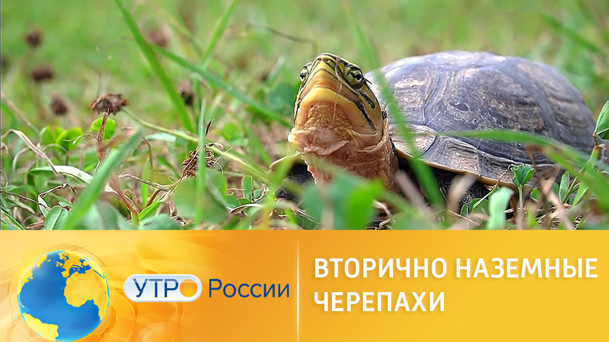 Правила содержания и кормления черепах