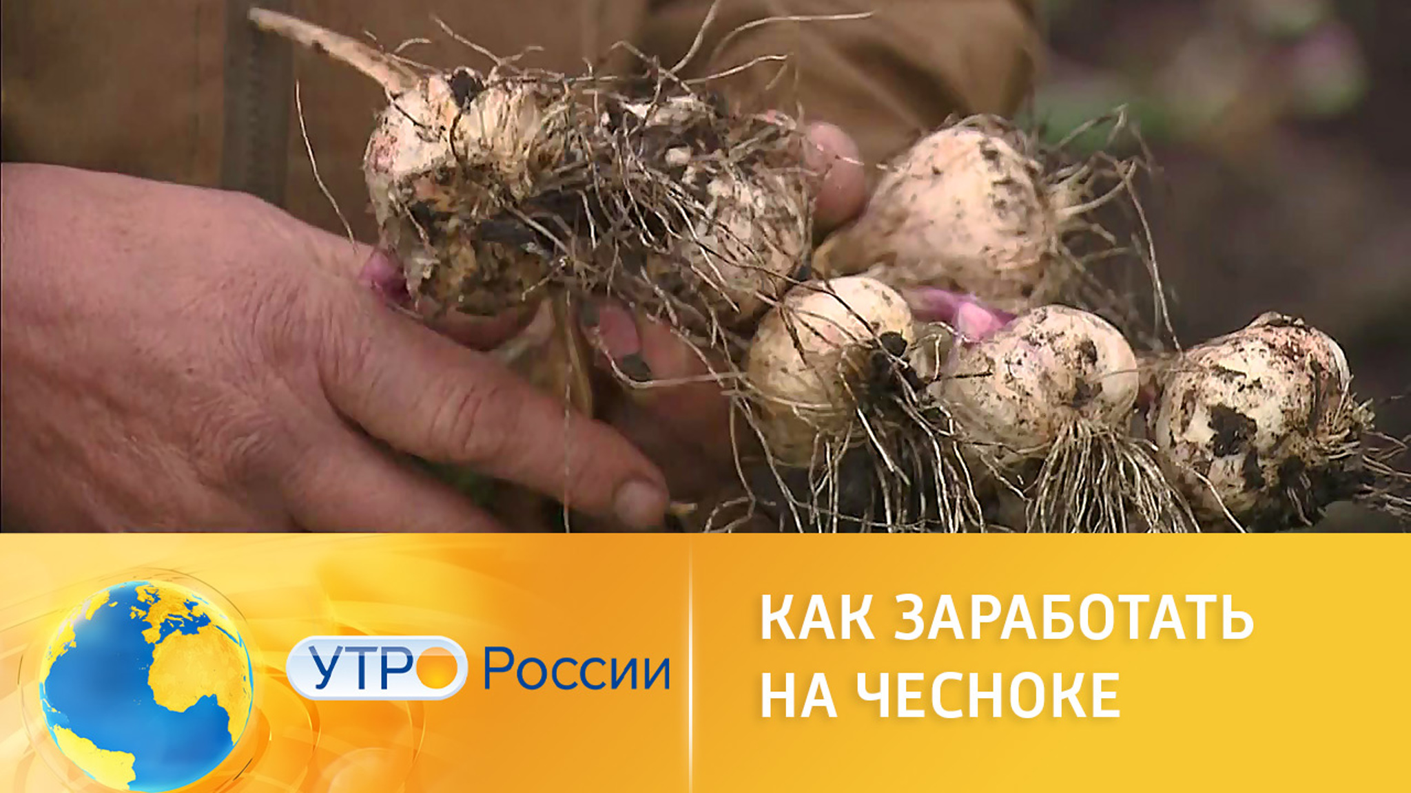 Выращивание чеснока как бизнес