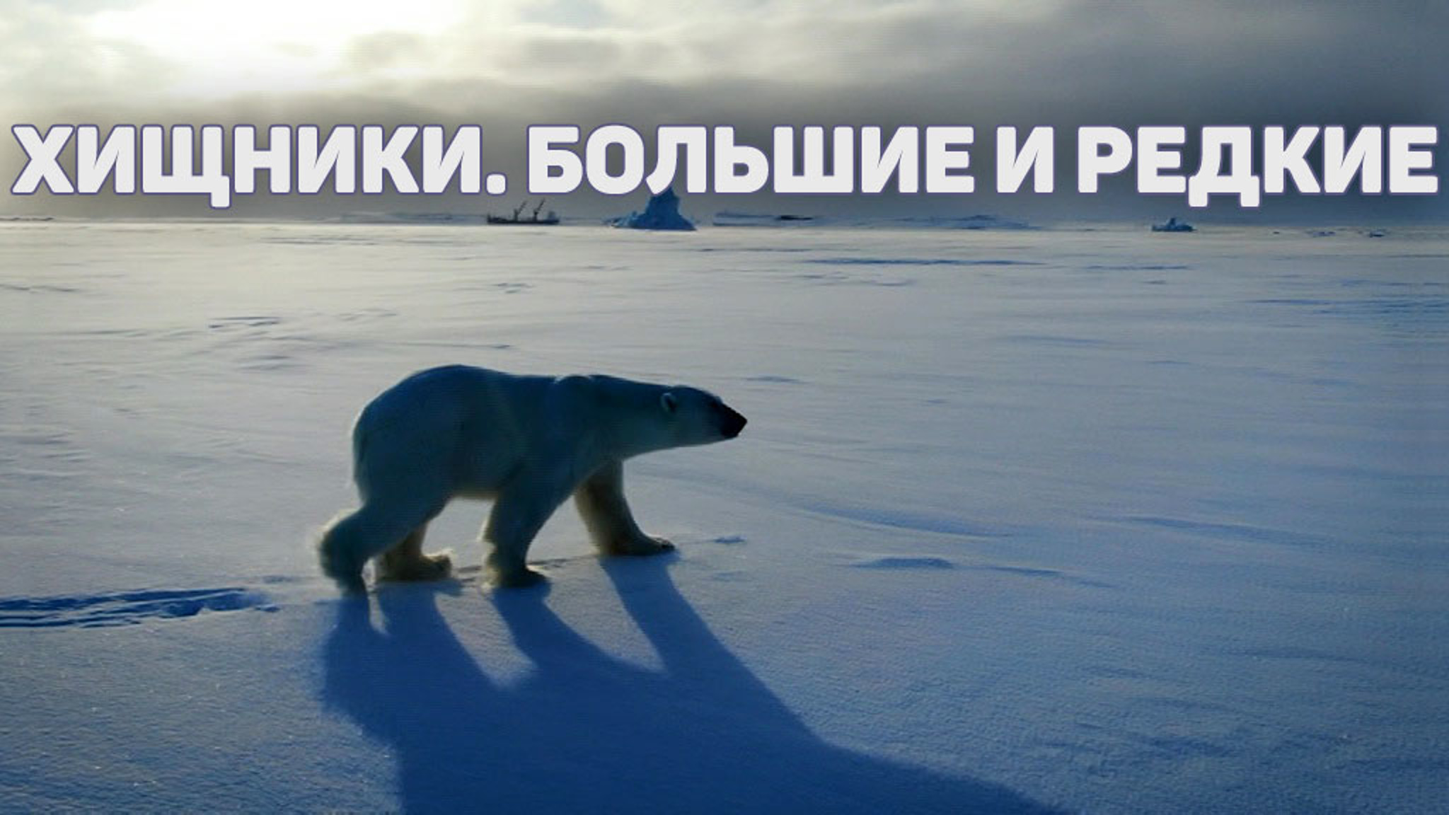 Хищники. Большие и редкие
