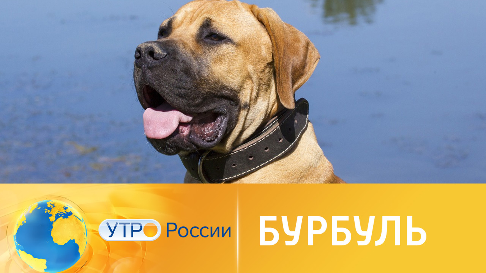 Бурбуль: интересные факты о породе собак
