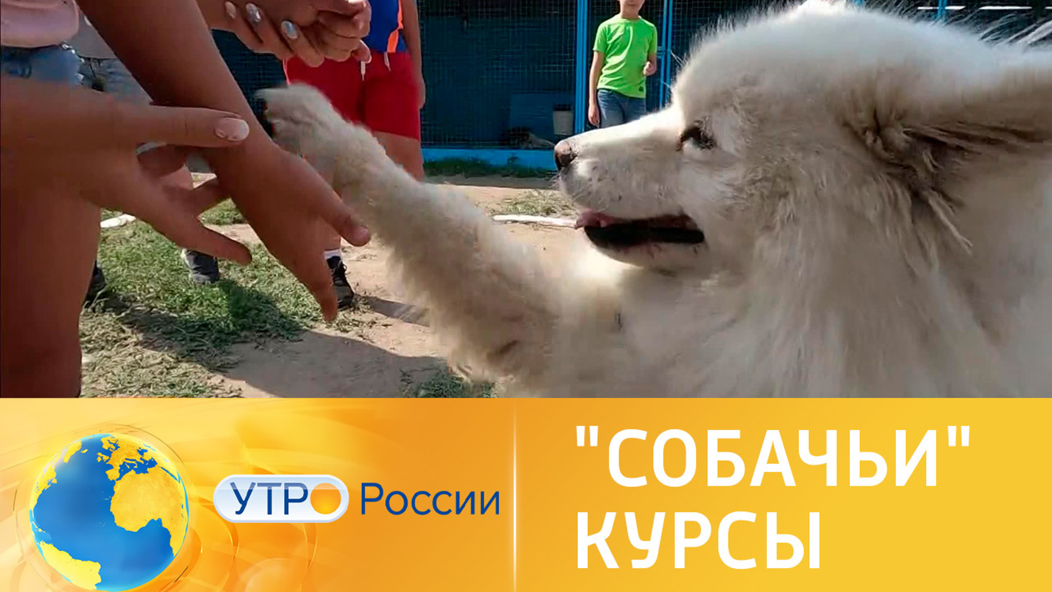 Курсы для детей по воспитанию собак
