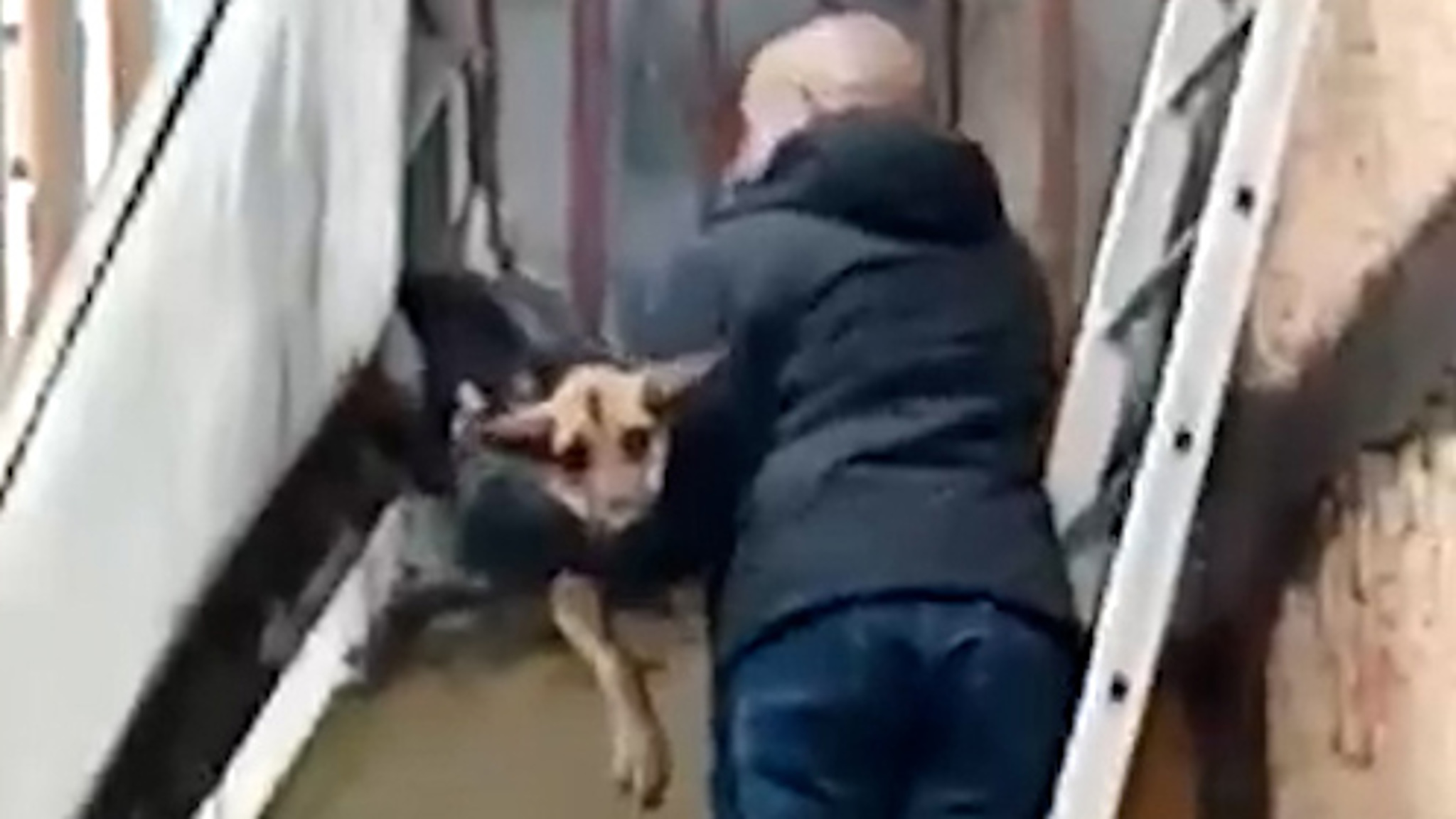 Жители Тутаева спасли исхудавшую собаку, которая свисала с балкона и жалобно лаяла