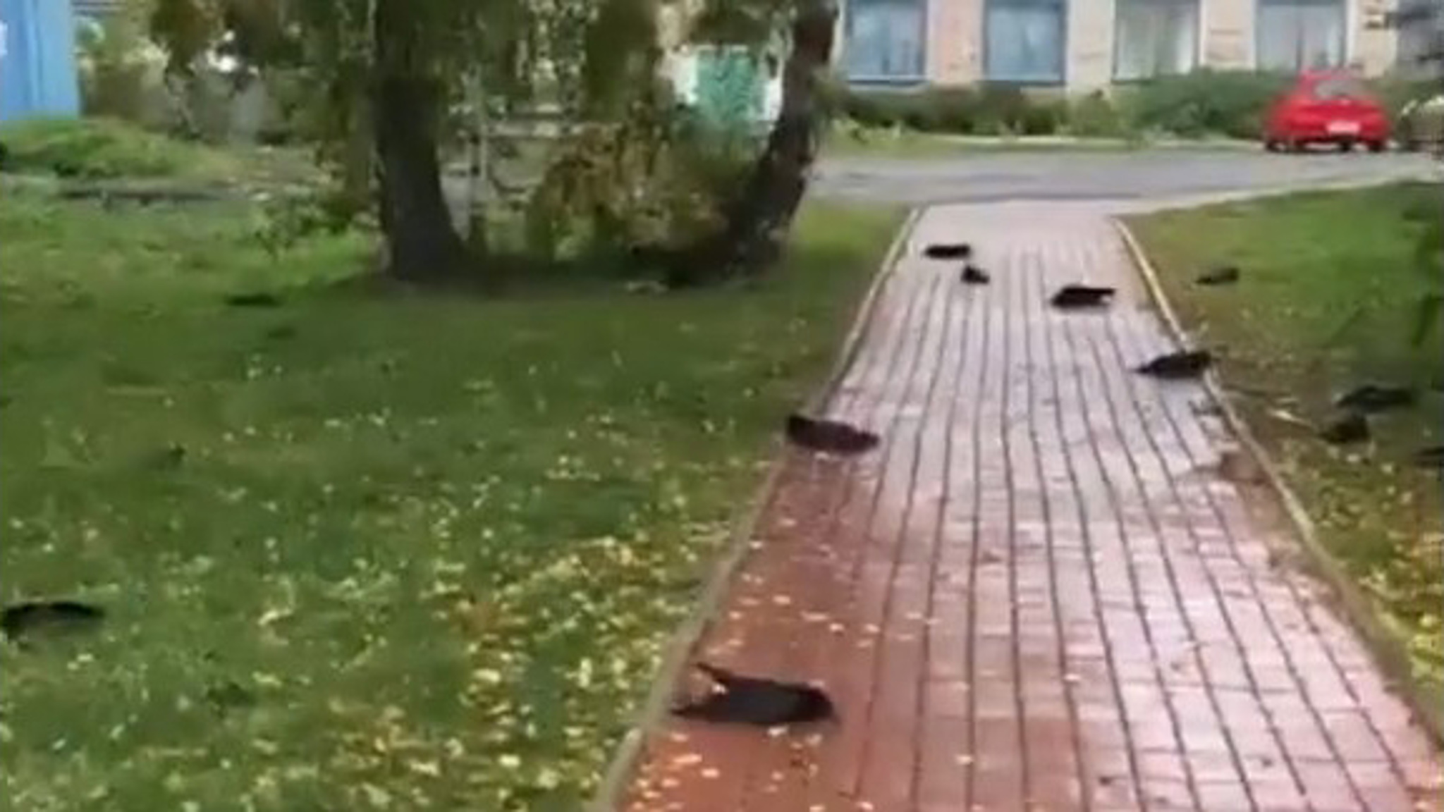 В Новосибирской области сотни ворон умерли от отравления опасным химическим веществом